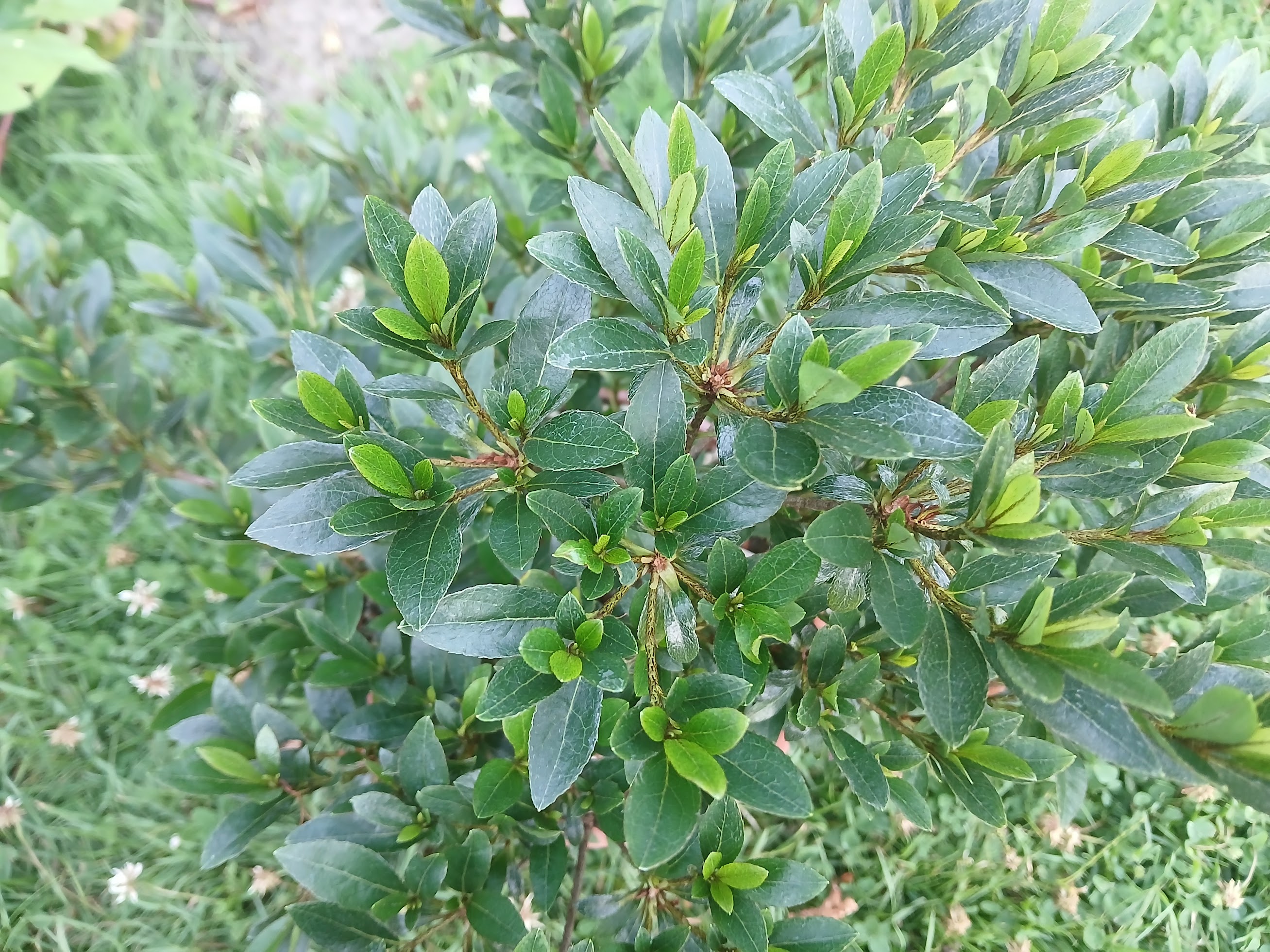 Hne9 Nijland azalea flowers