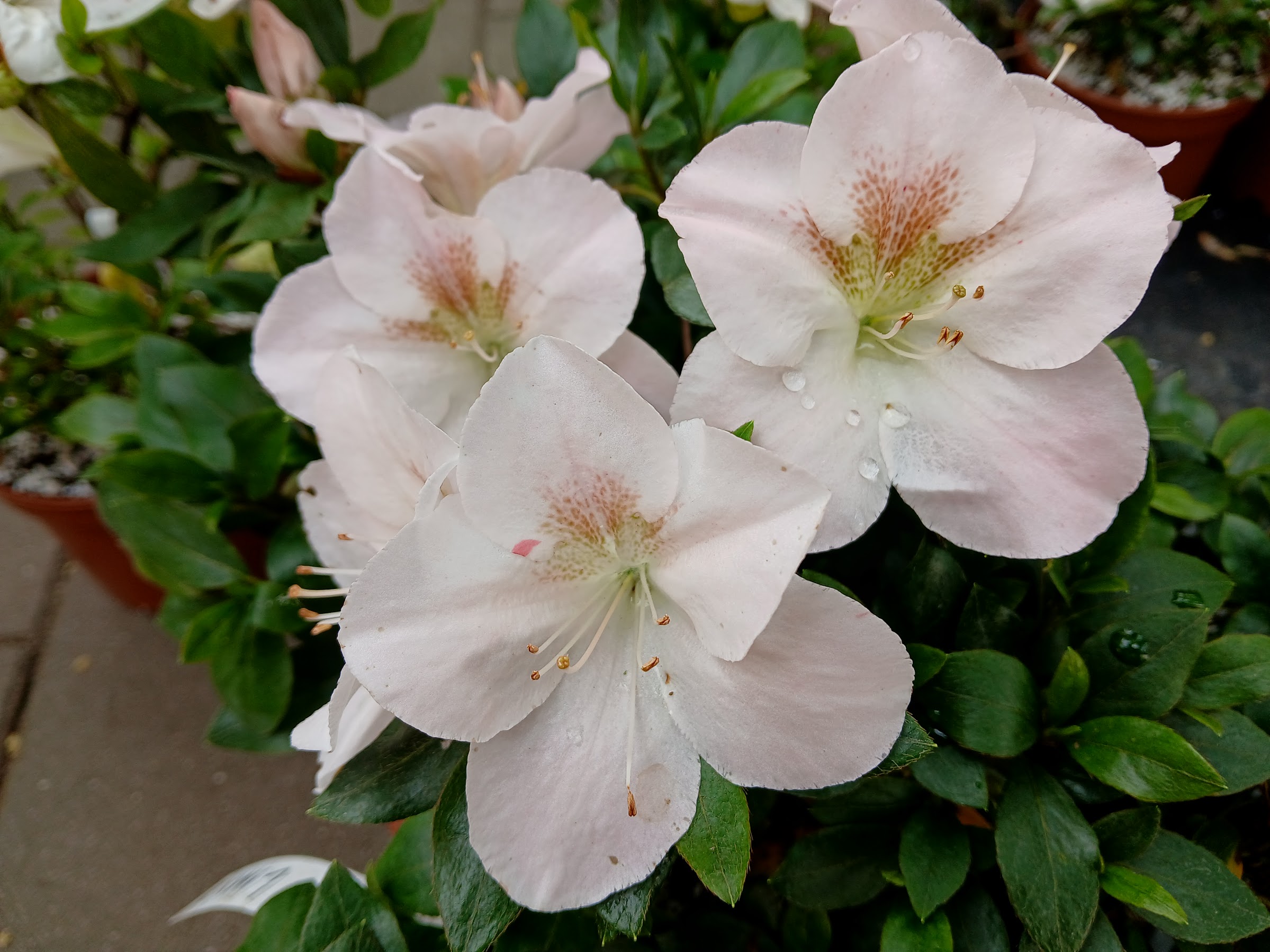 iWi1 Nijland azalea flowers