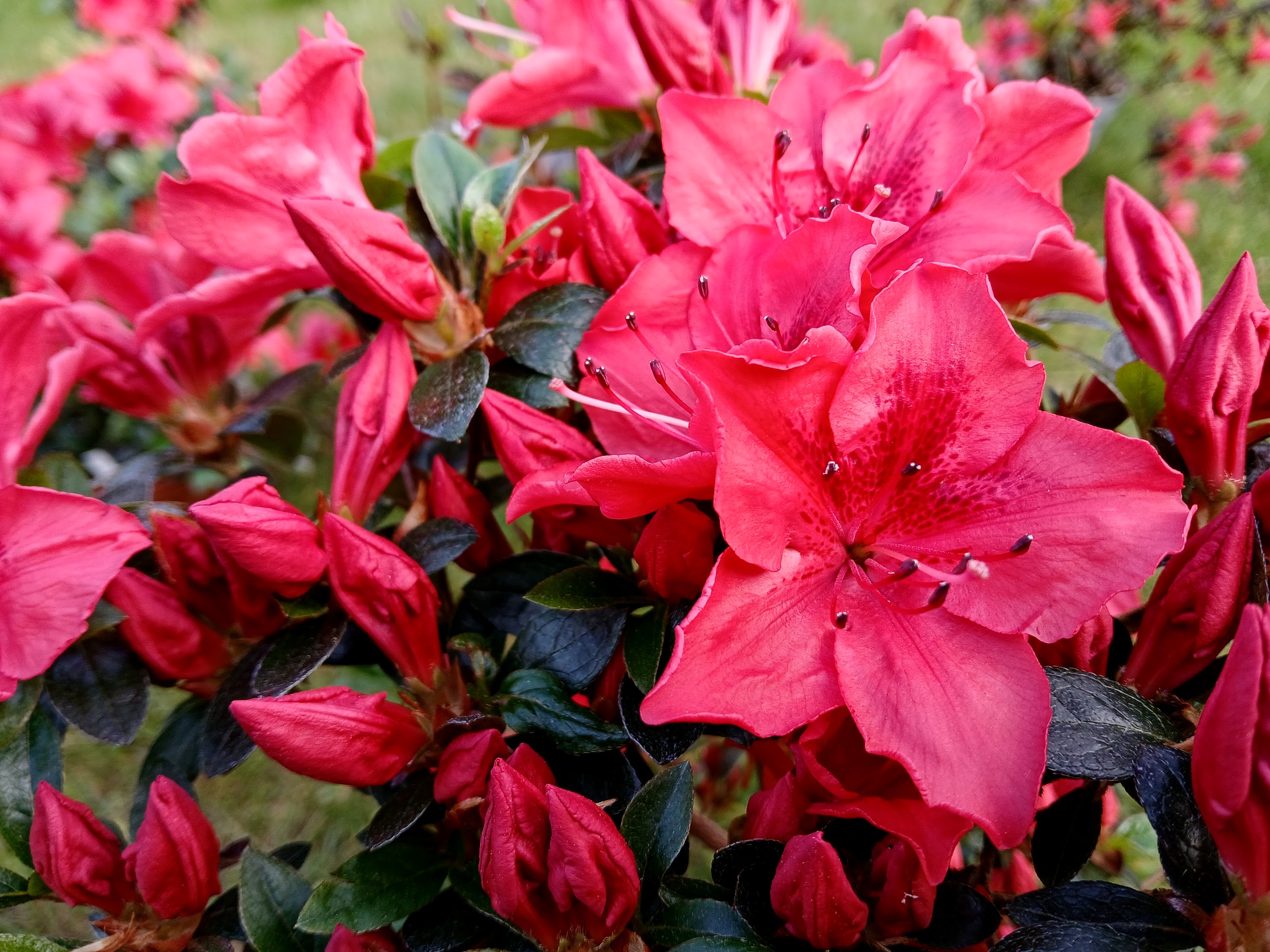 MuHn1 Nijland azalea flowers