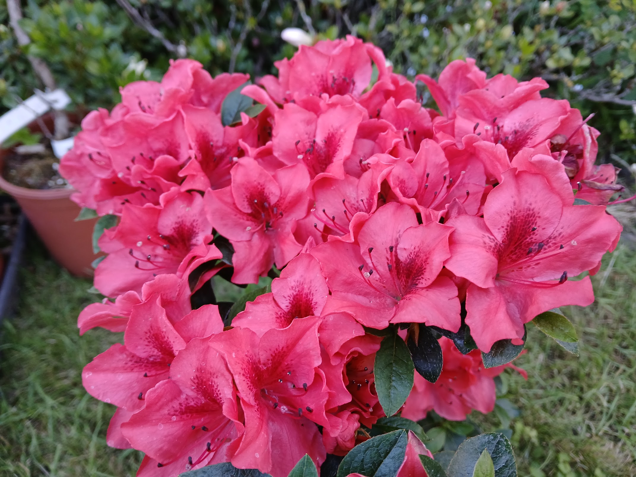 MuHn1 Nijland azalea flowers