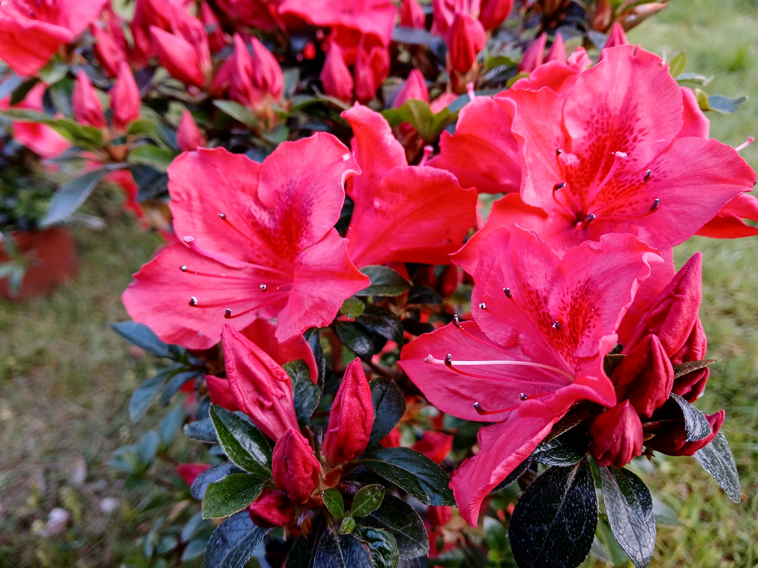 MuHn1 Nijland azalea flowers