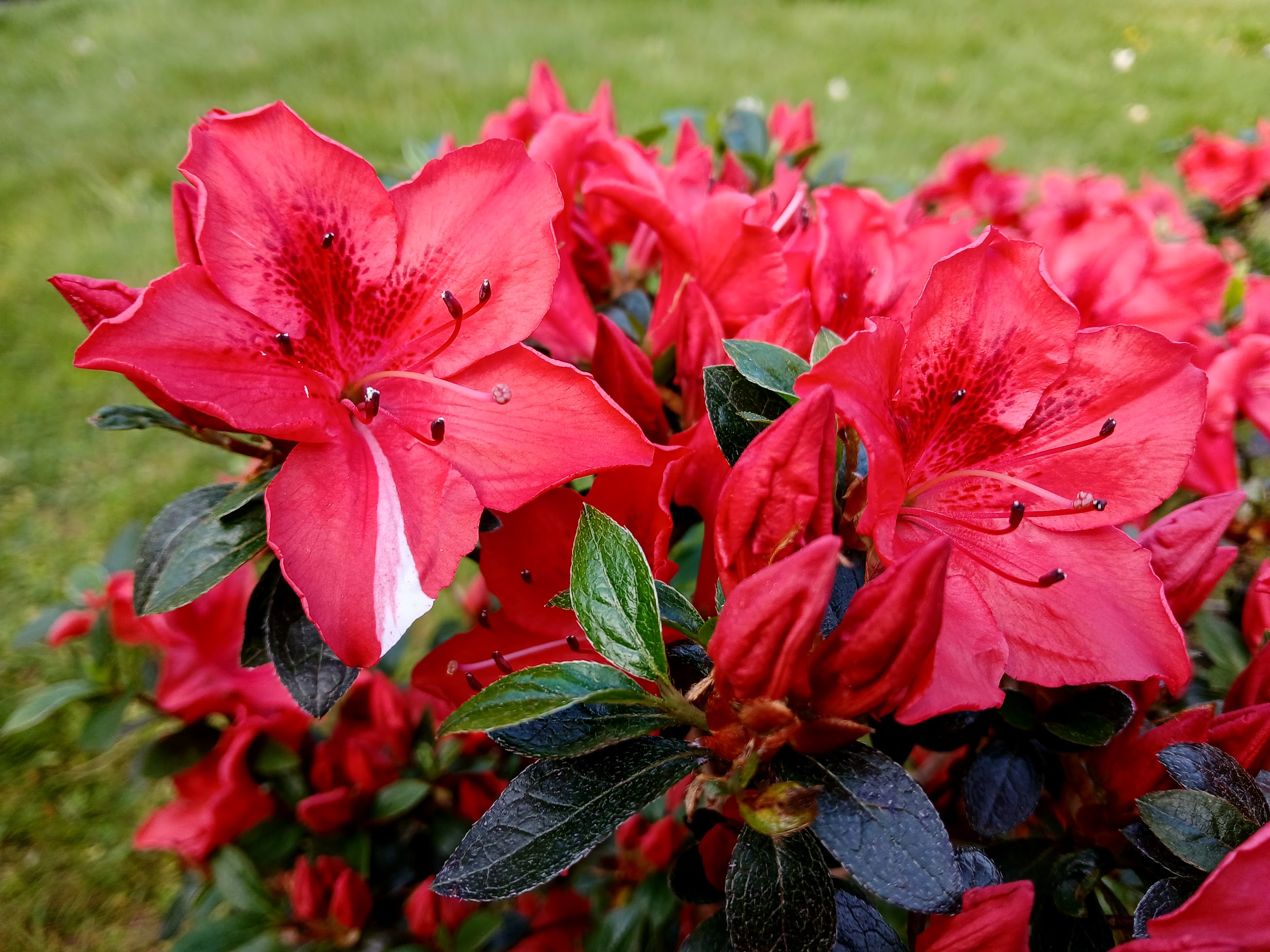 MuHn1 Nijland azalea flowers