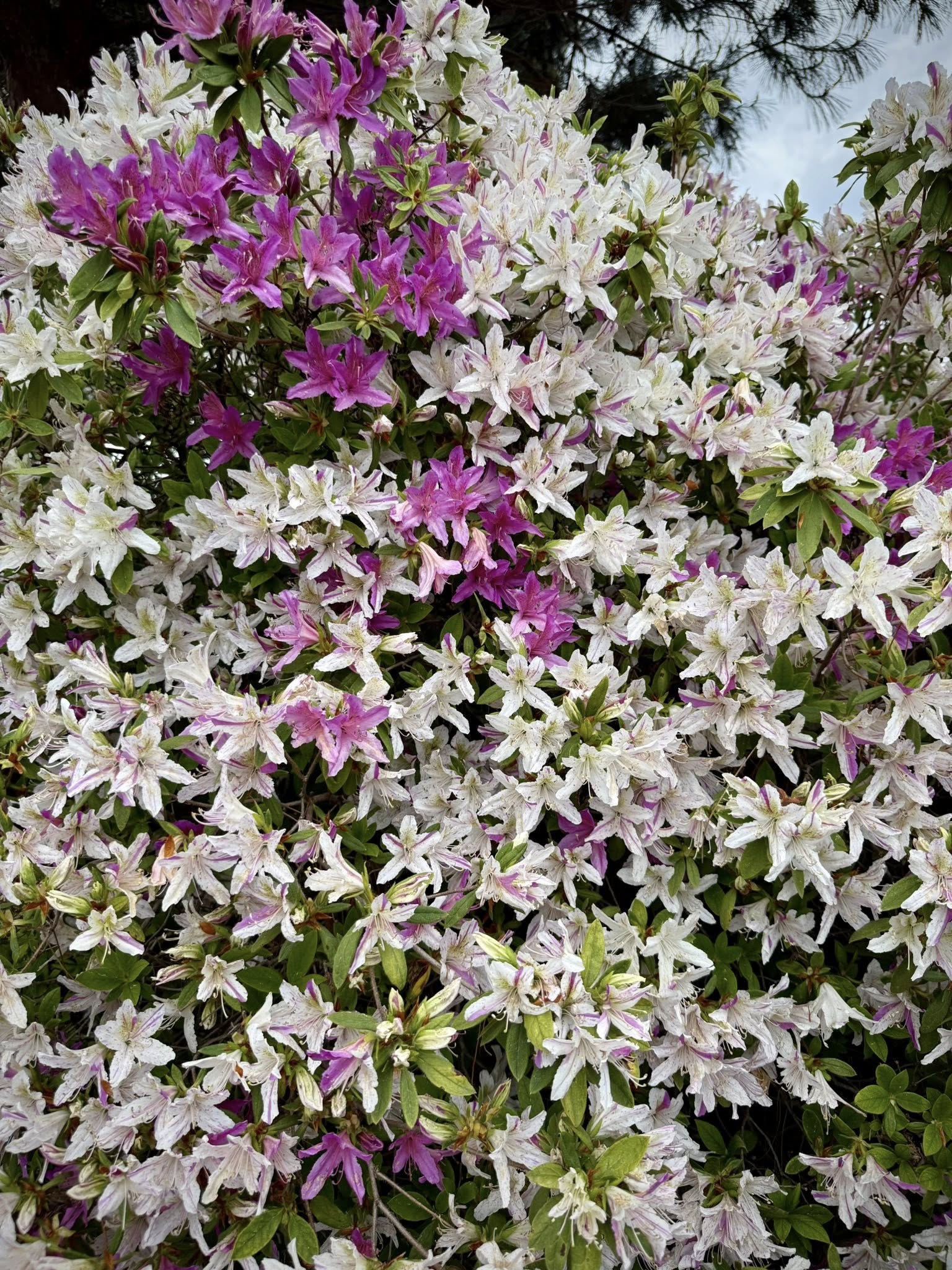Obiki Shibori Ryukyu azalea flowers