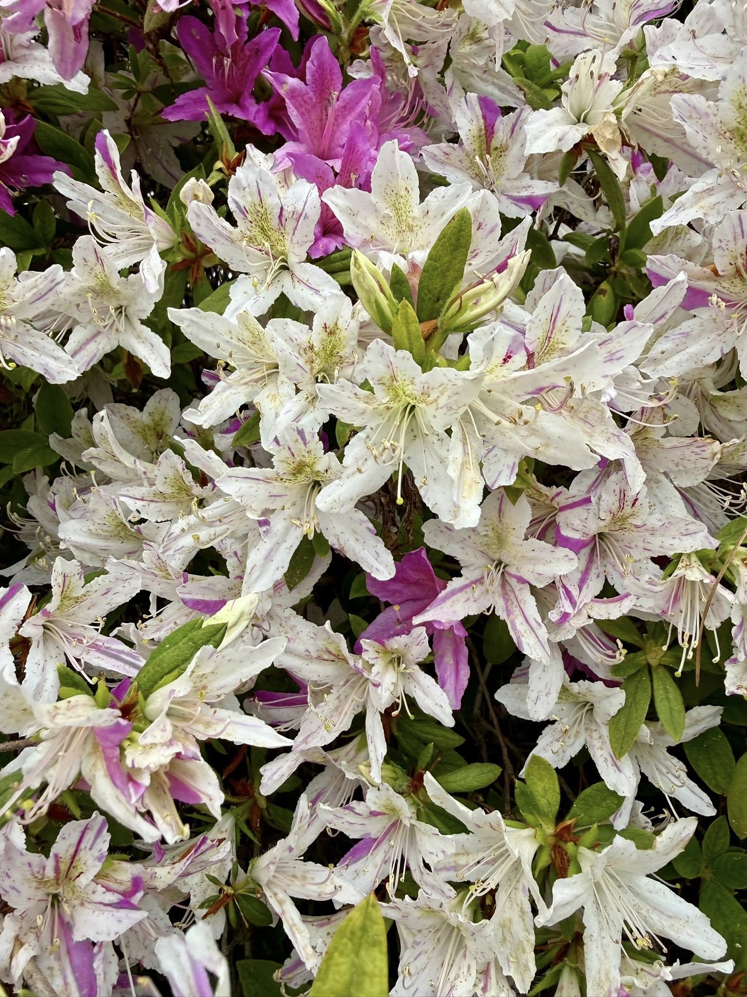 Obiki Shibori Ryukyu azalea flowers