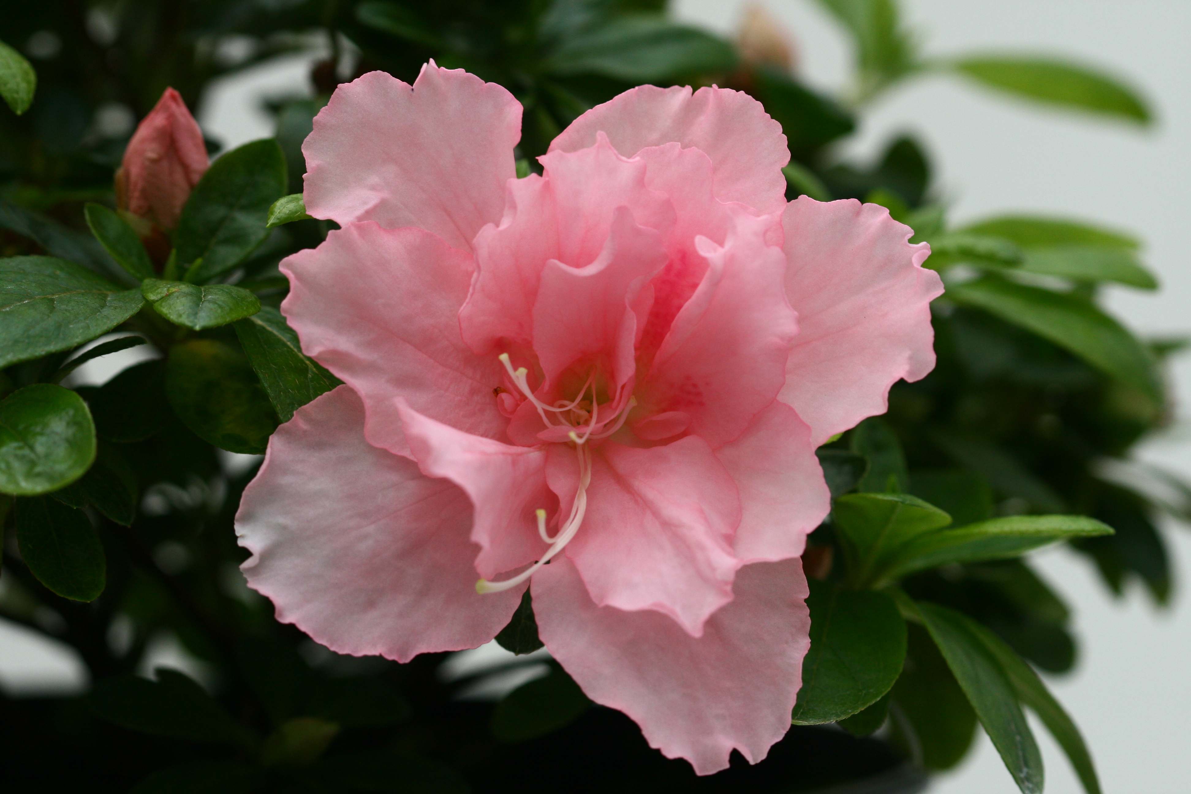 Marie-Claude Truffaut Belgian indica azalea flowers