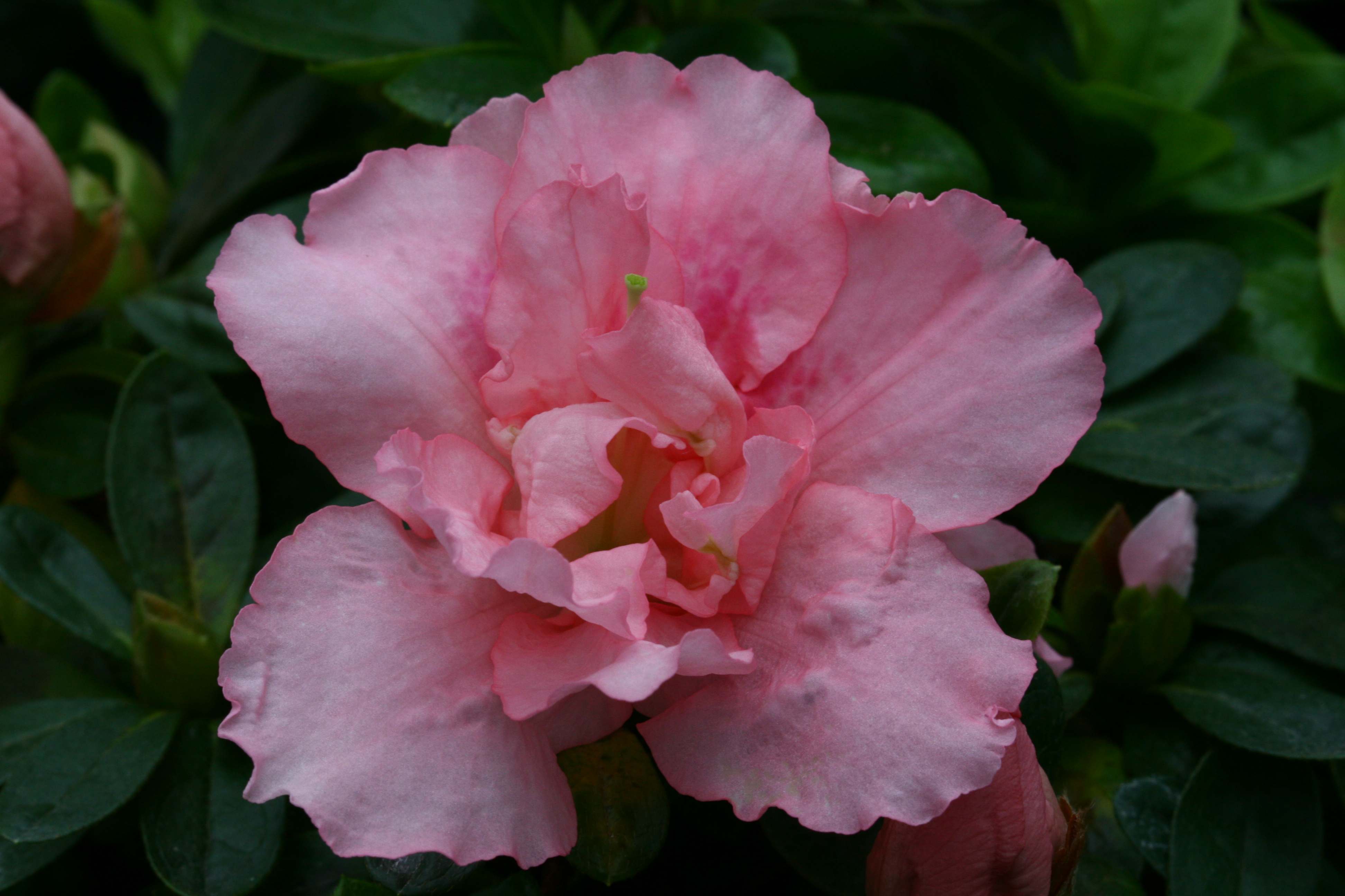Marie-Claude Truffaut Belgian indica azalea flowers