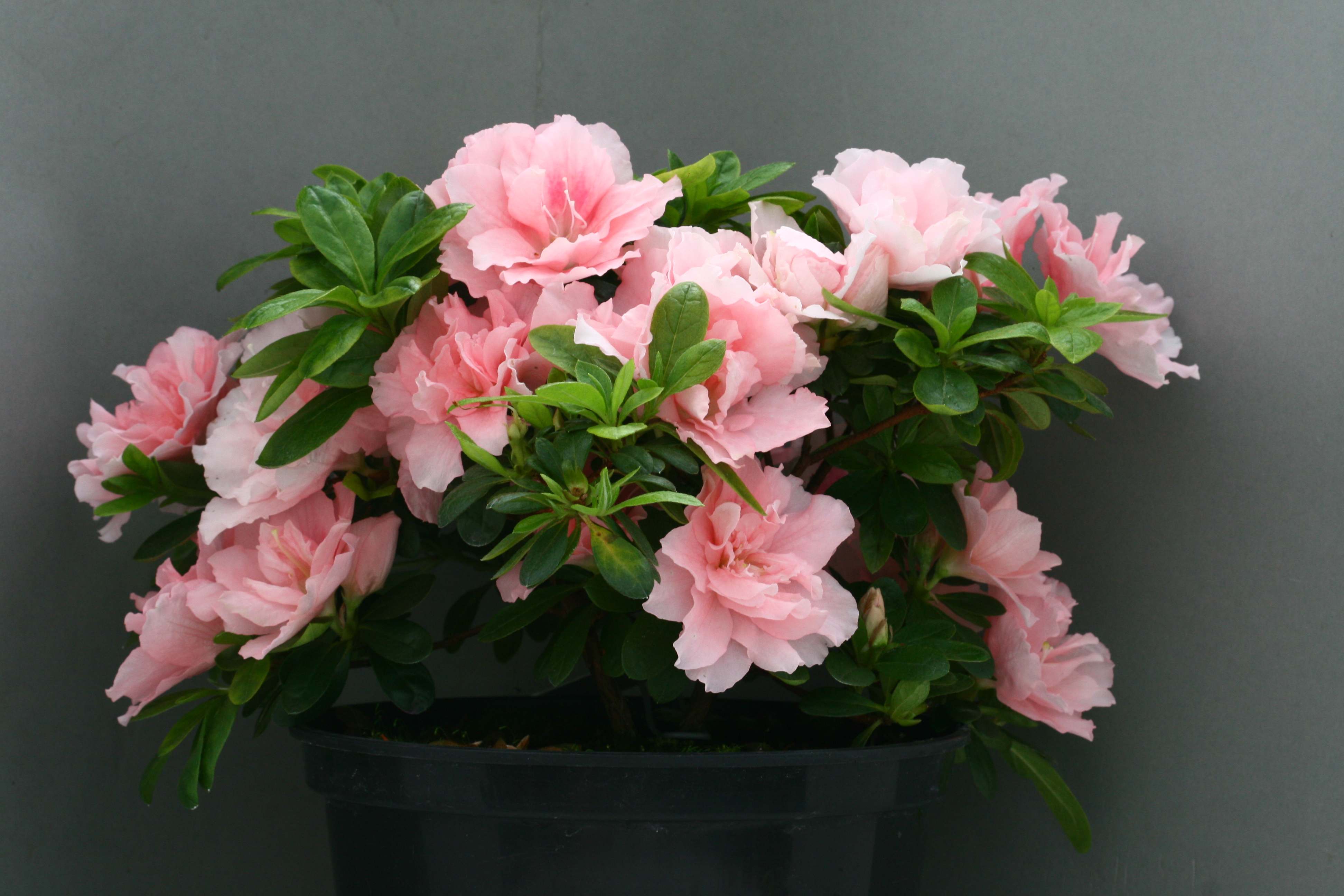 Marie-Claude Truffaut Belgian indica azalea flowers