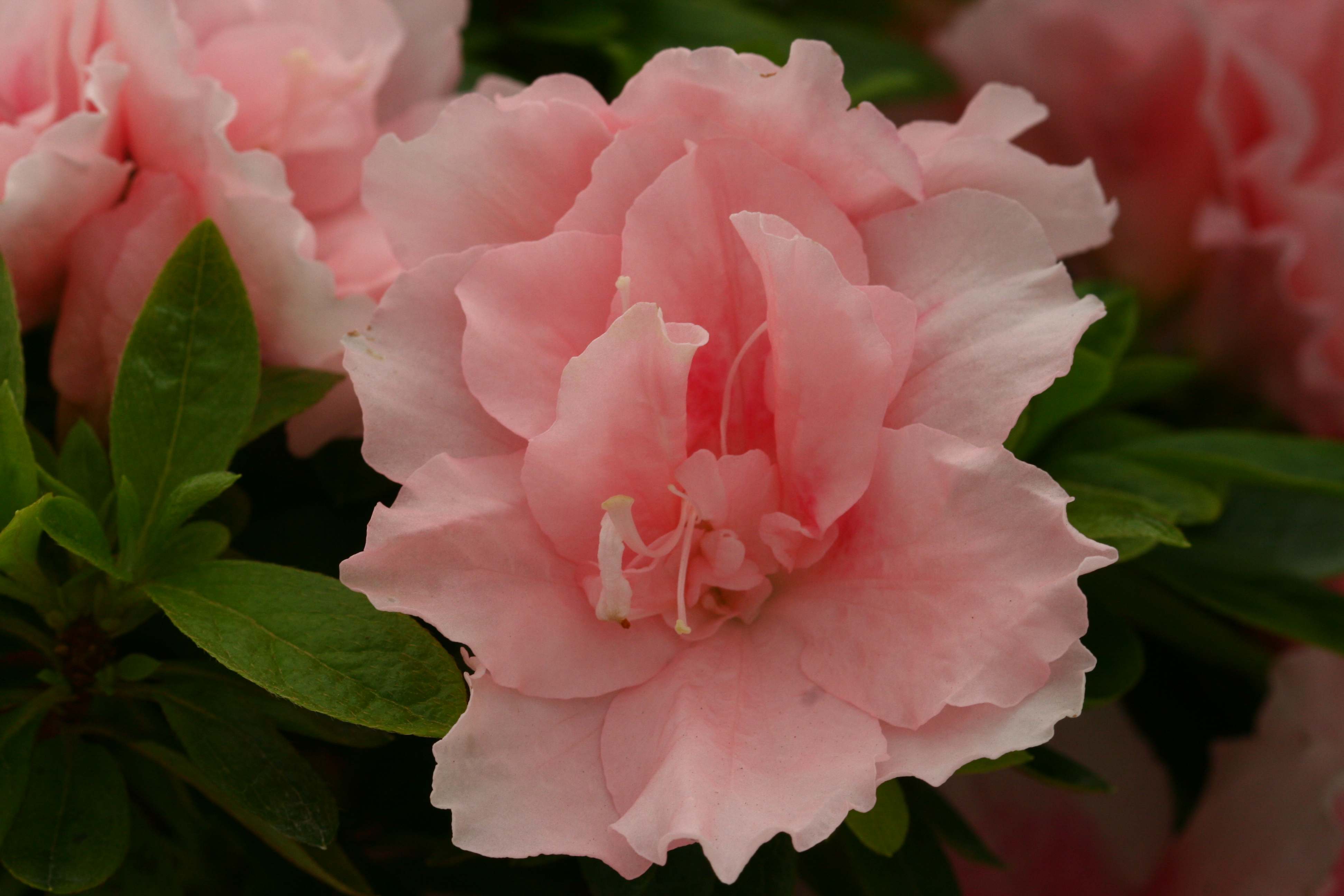 Marie-Claude Truffaut Belgian indica azalea flowers