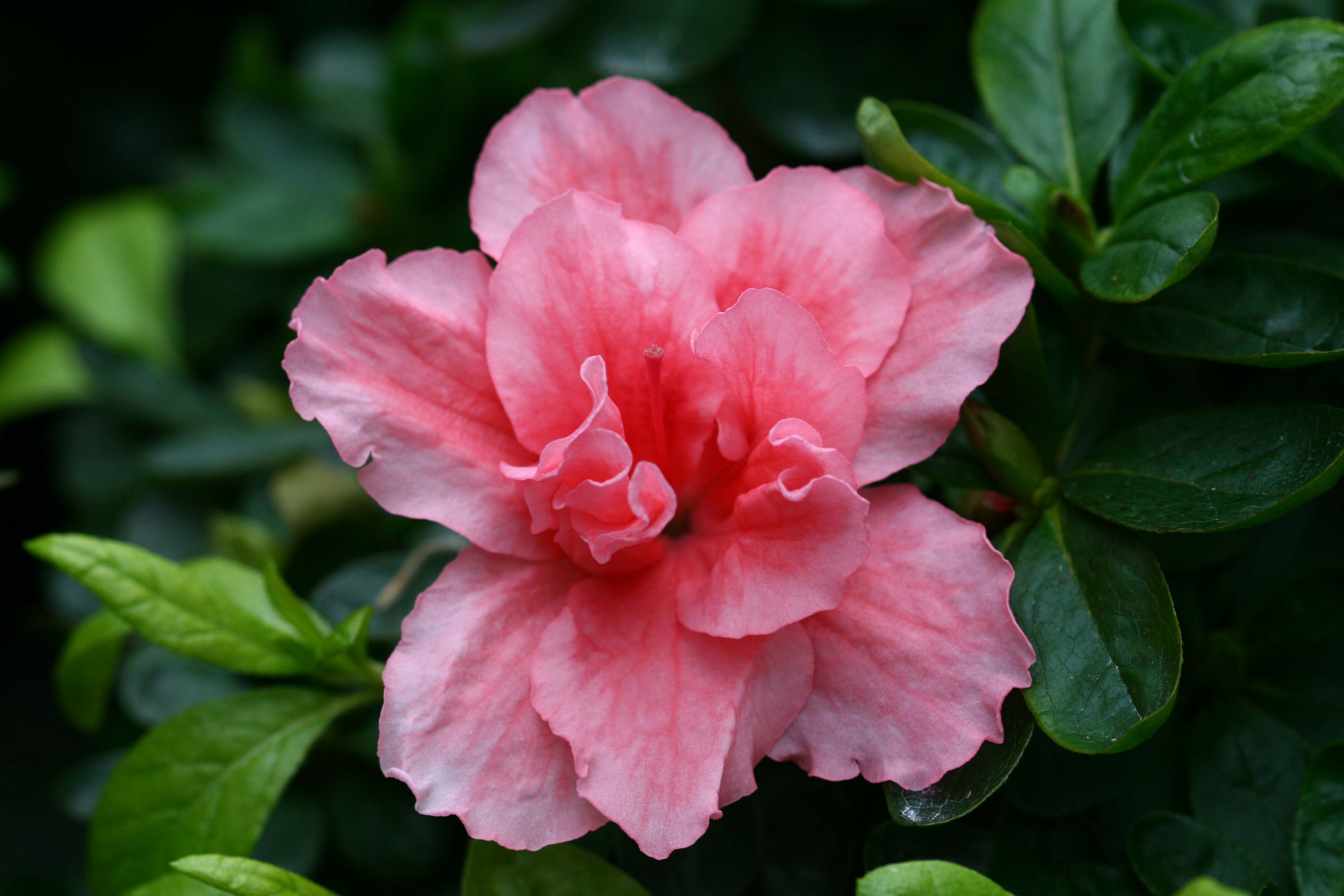 Haerens Saumoneus Belgian indica azalea flowers