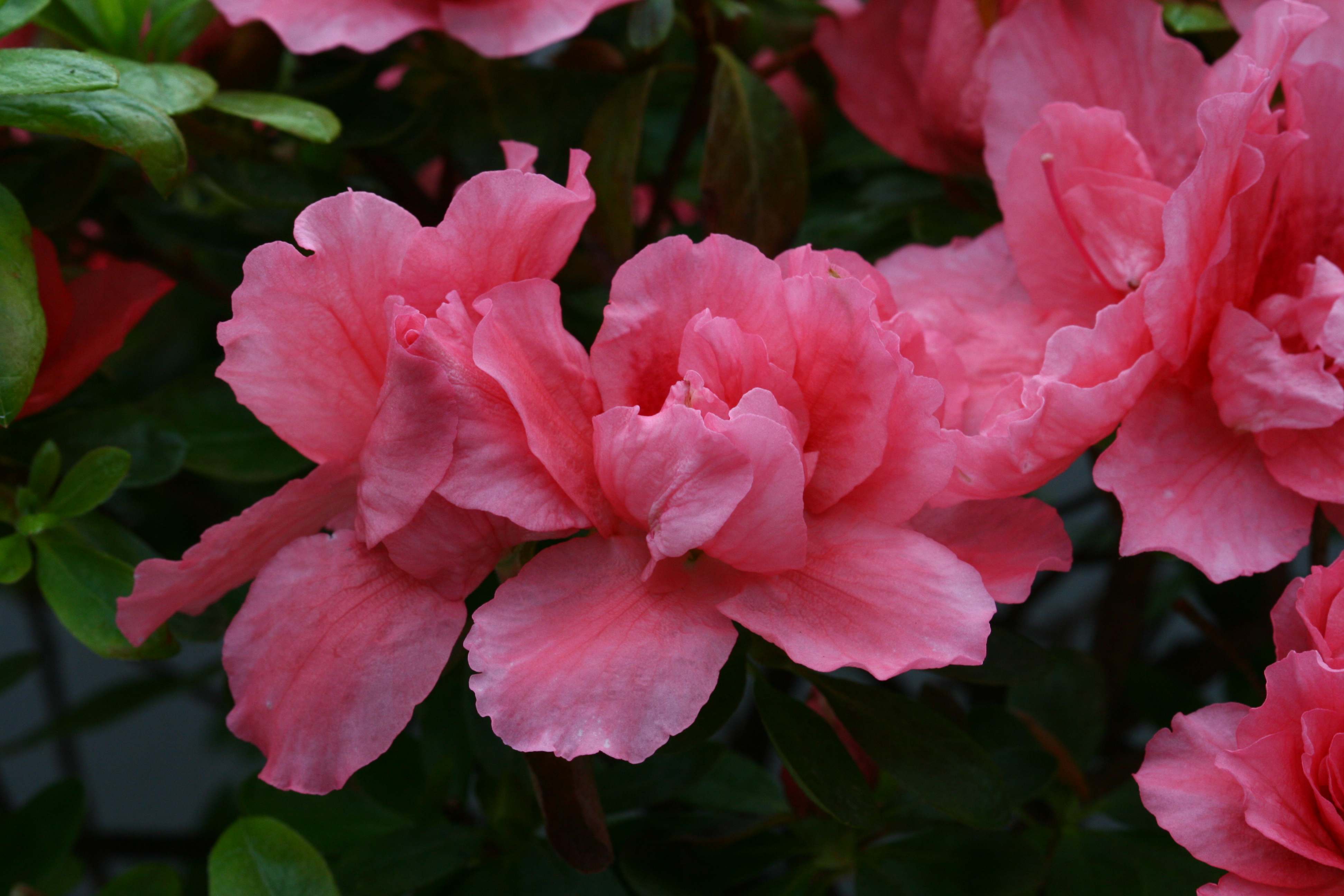 Haerens Saumoneus Belgian indica azalea flowers