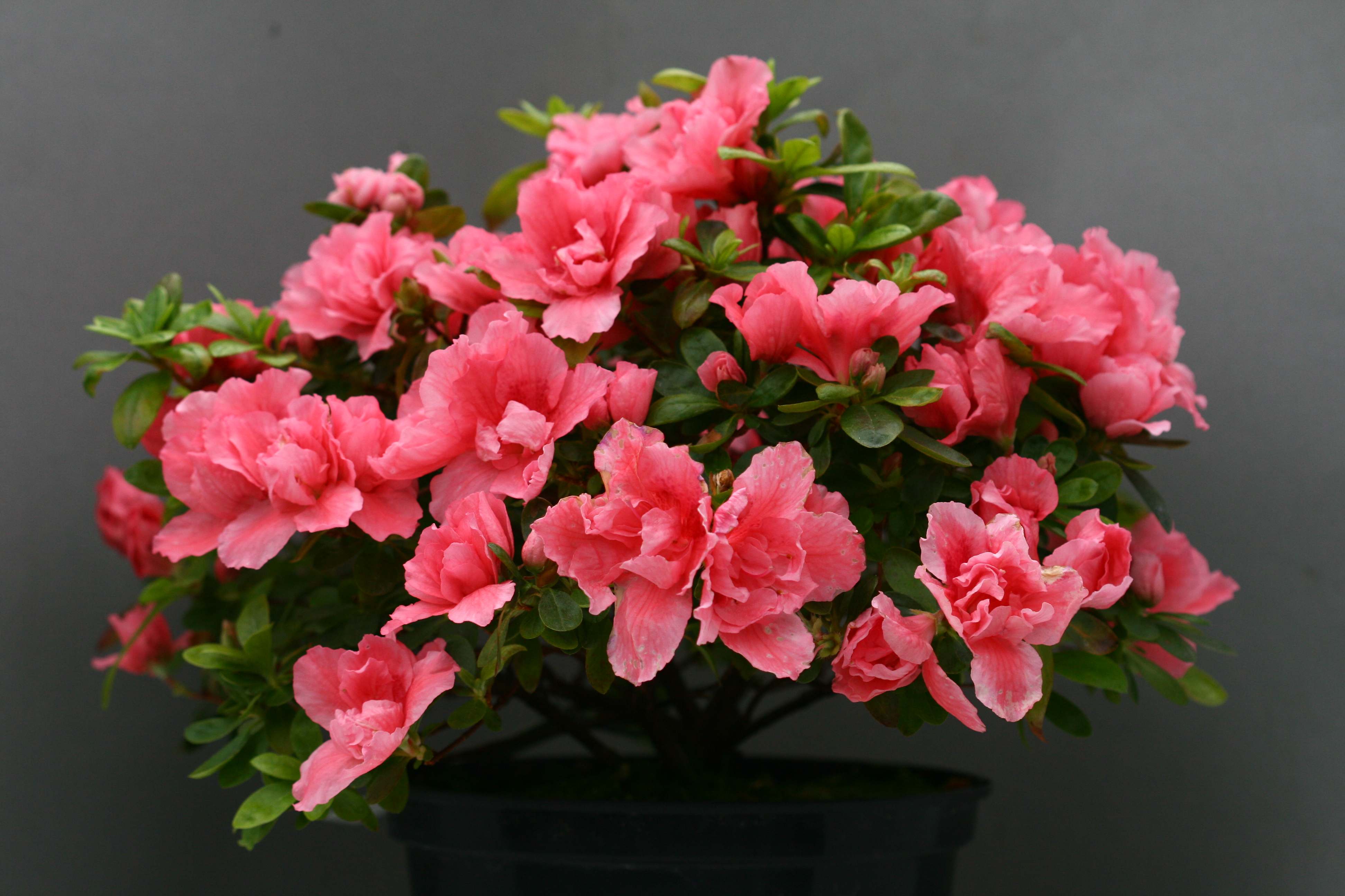Haerens Saumoneus Belgian indica azalea flowers