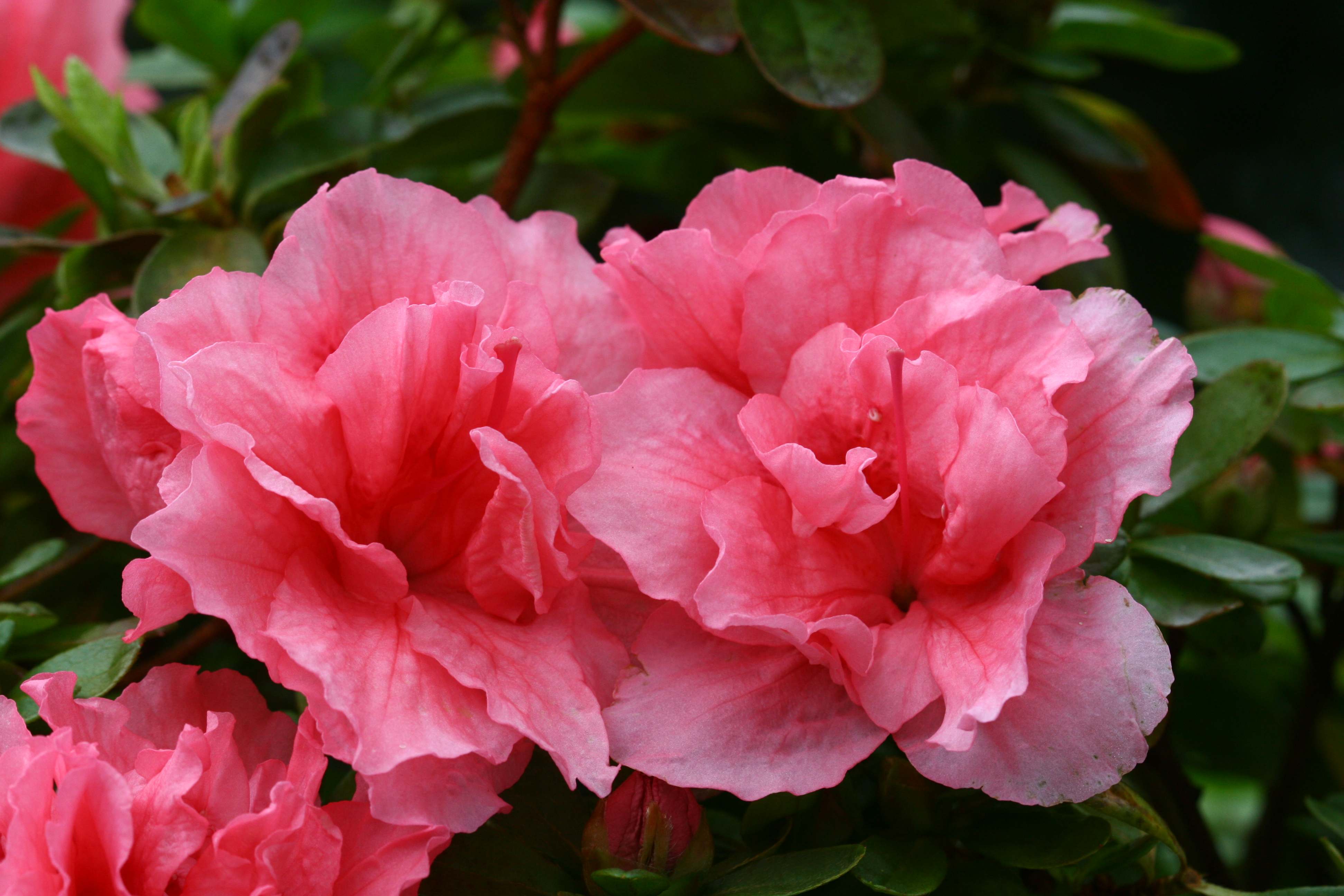 Haerens Saumoneus Belgian indica azalea flowers