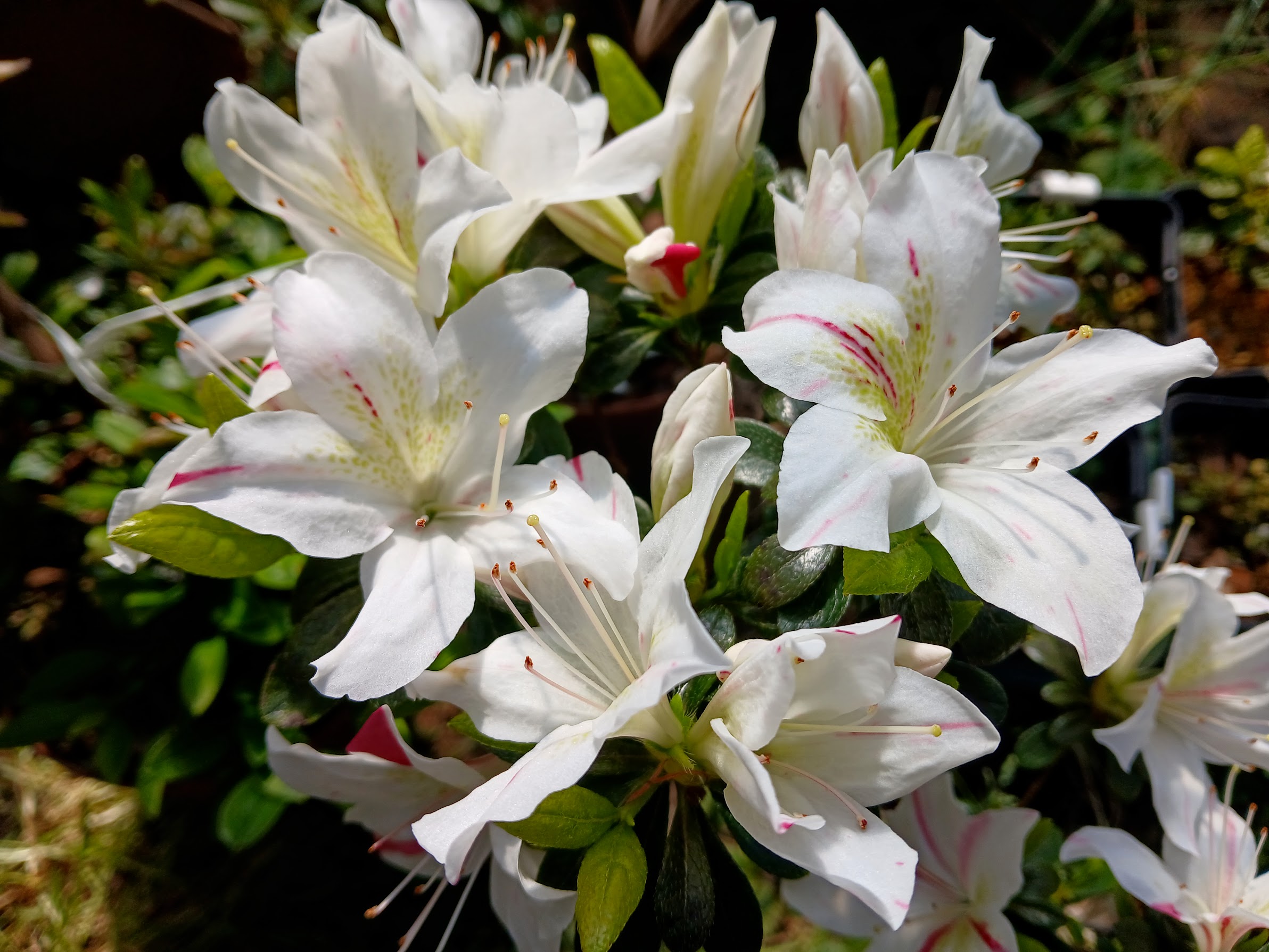 HnGF1 Nijland azalea flowers