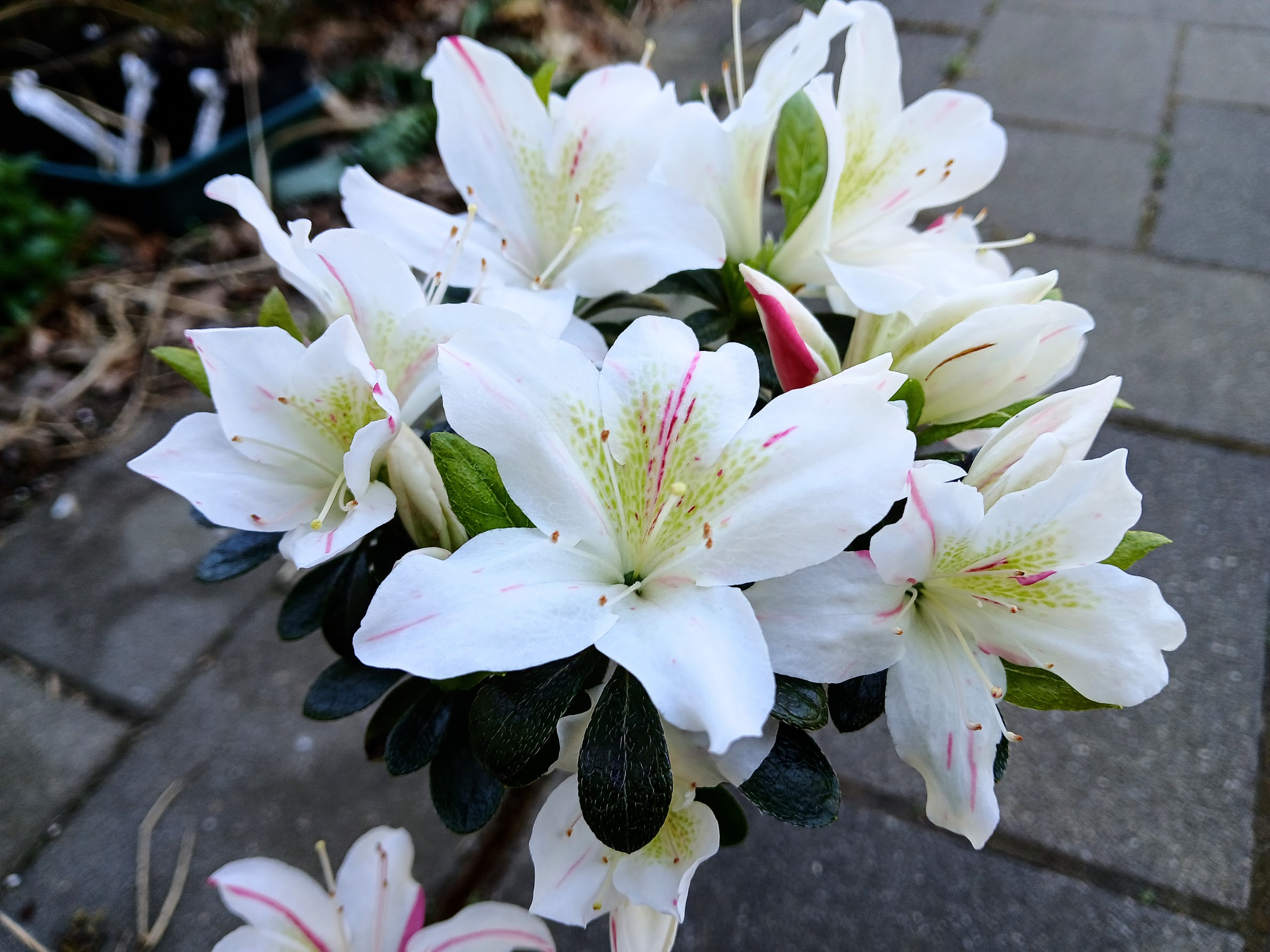 HnGF1 Nijland azalea flowers