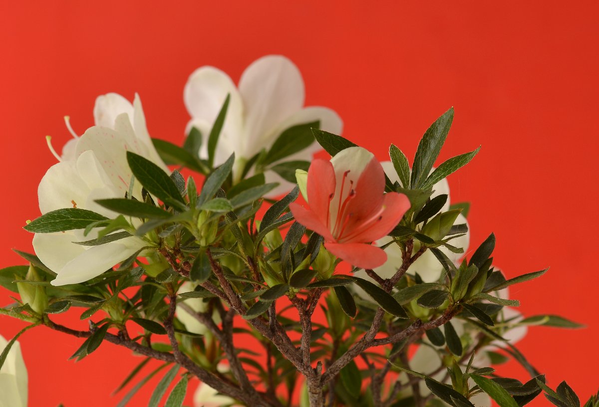 Gin-no-Suzu satsuki azalea flowers