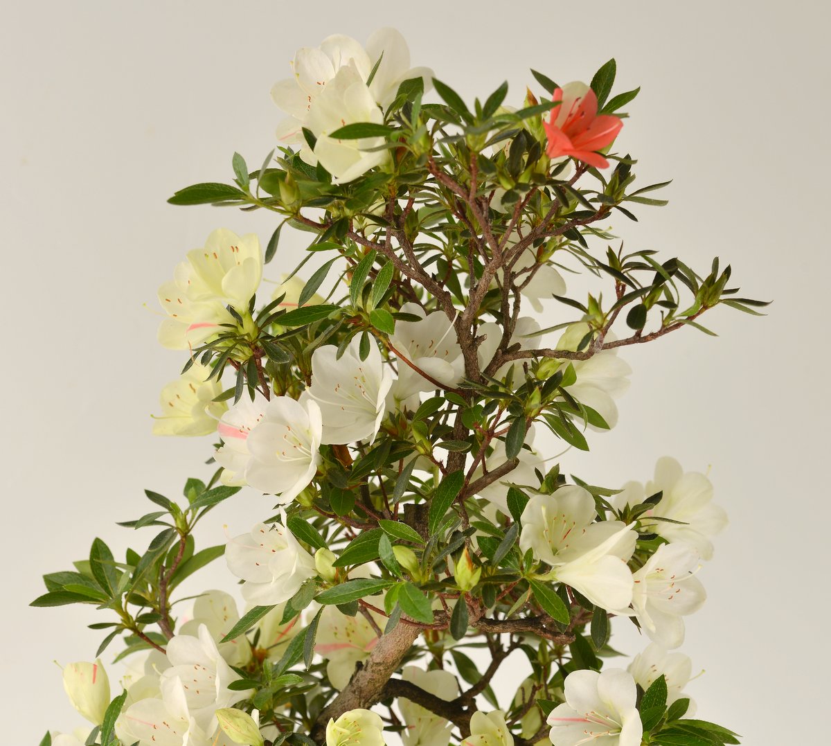 Gin-no-Suzu satsuki azalea flowers