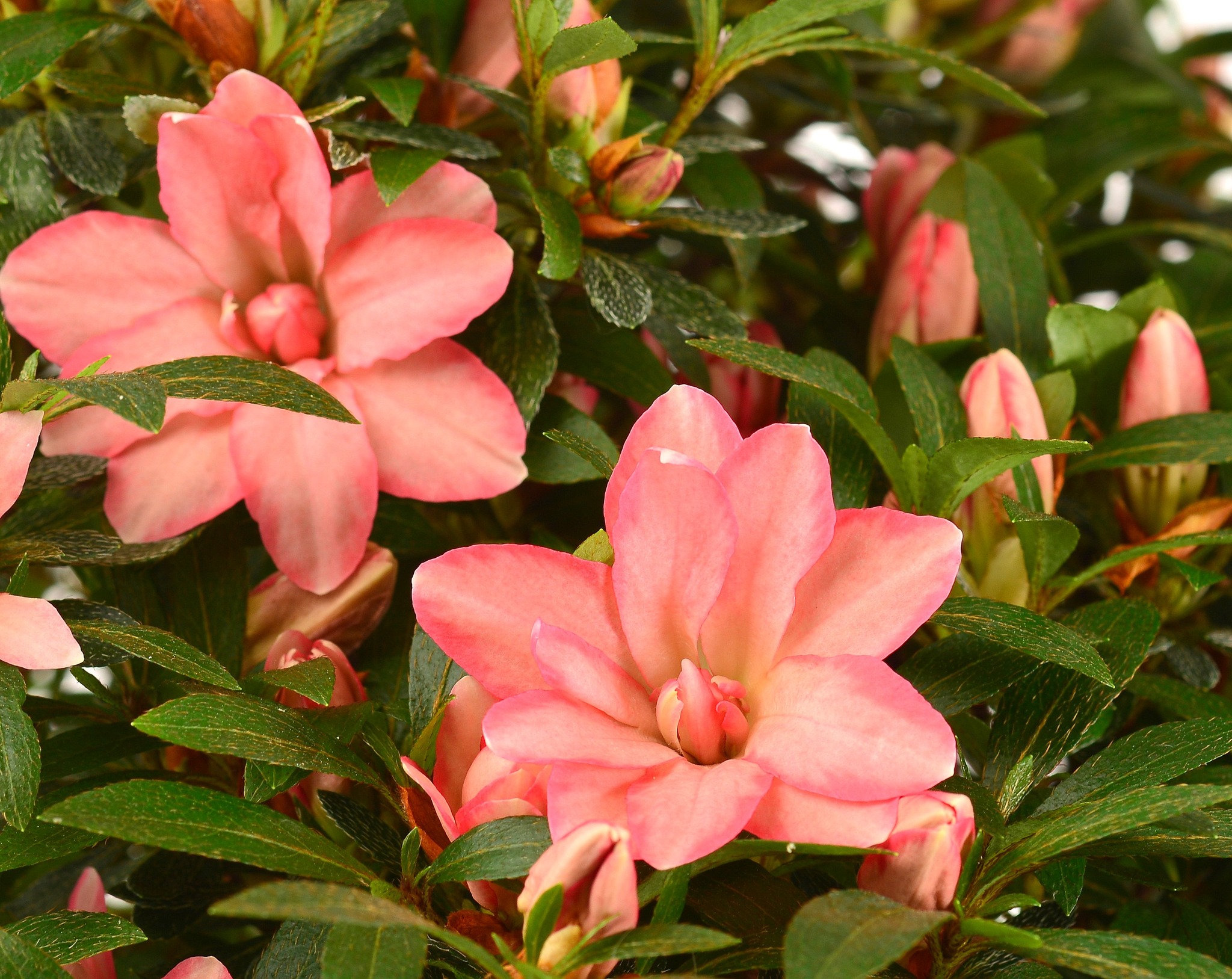 Hotaru satsuki azalea flowers