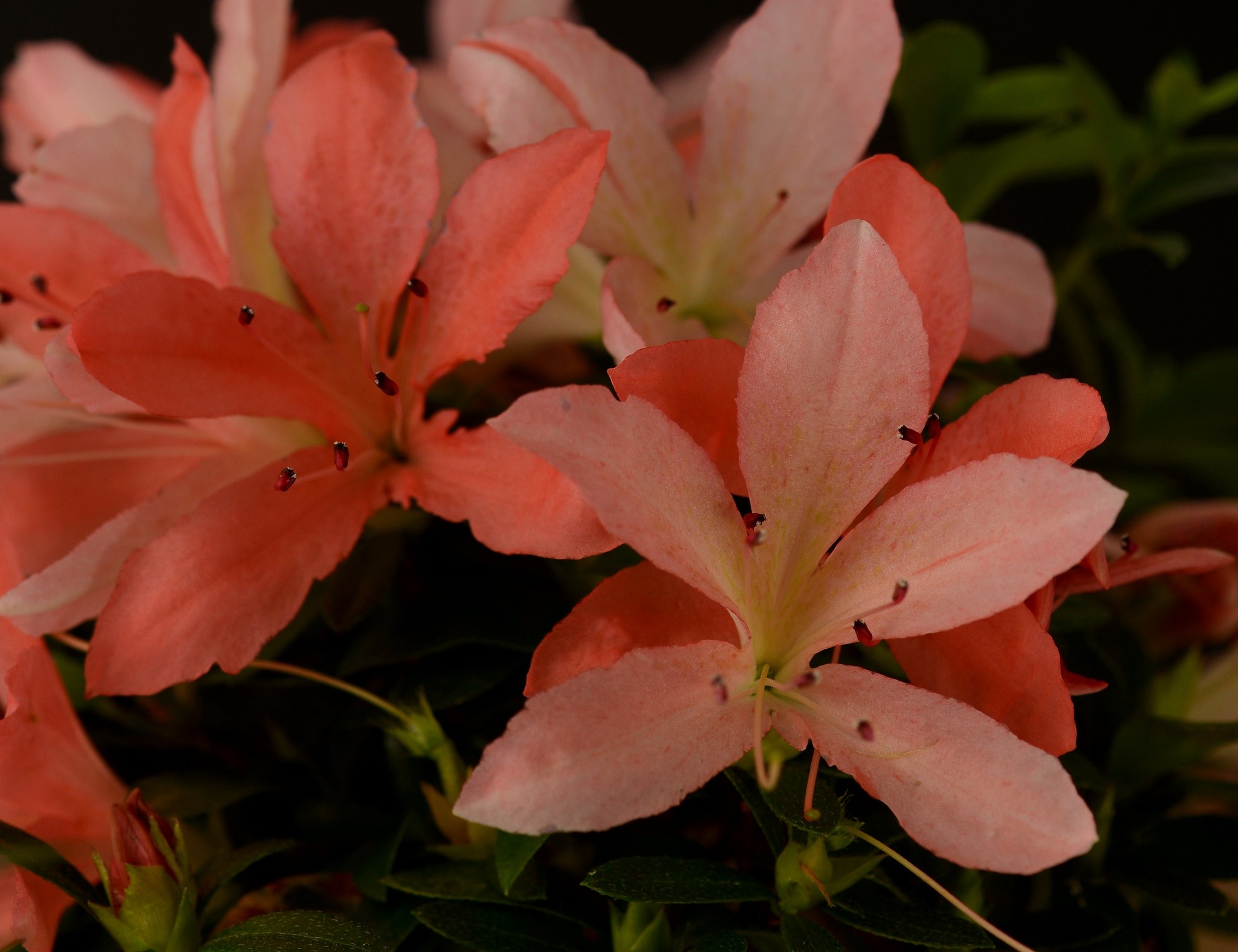 Sakura-no-Homare satsuki azalea flowers