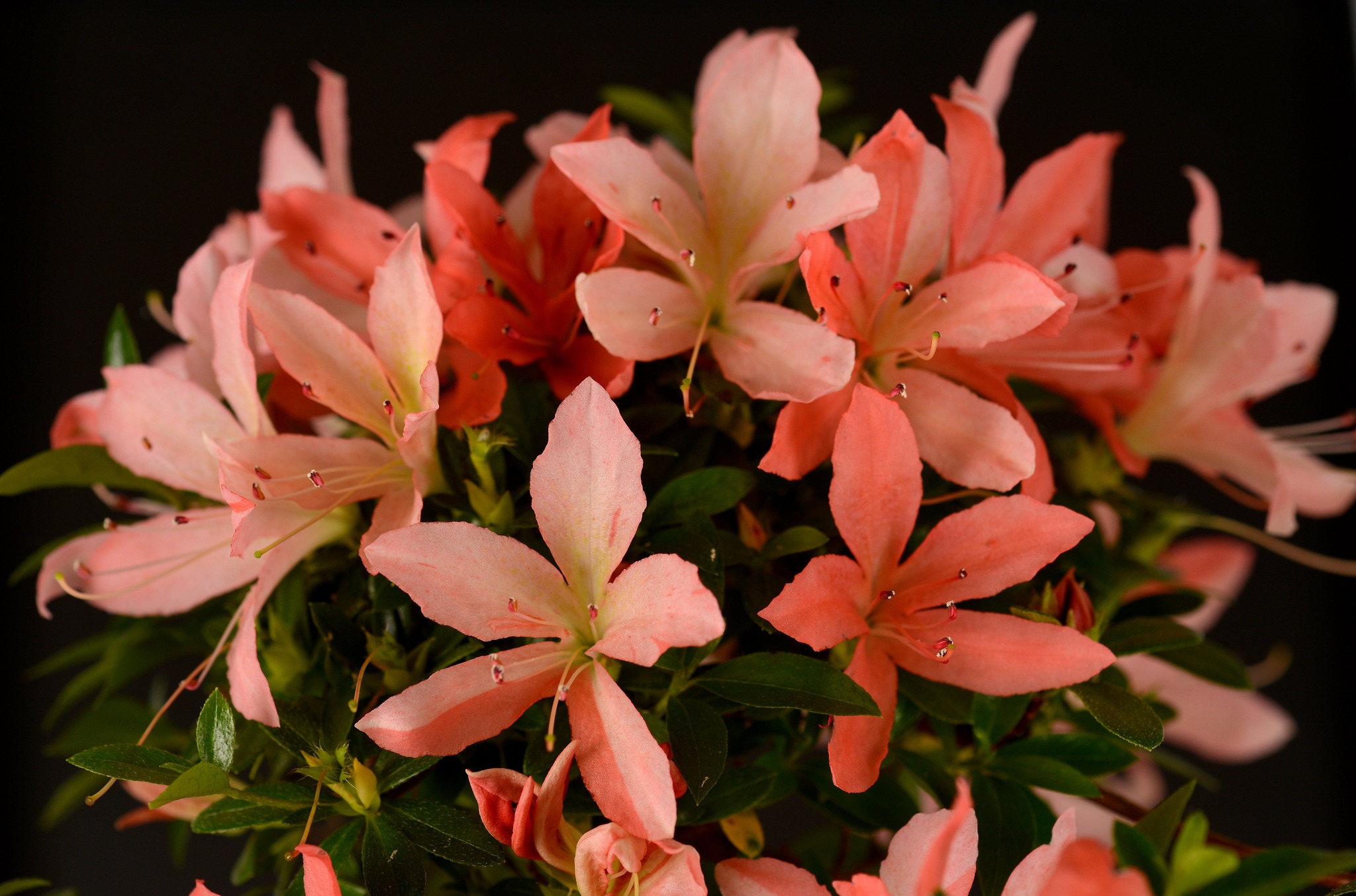 Sakura-no-Homare satsuki azalea flowers