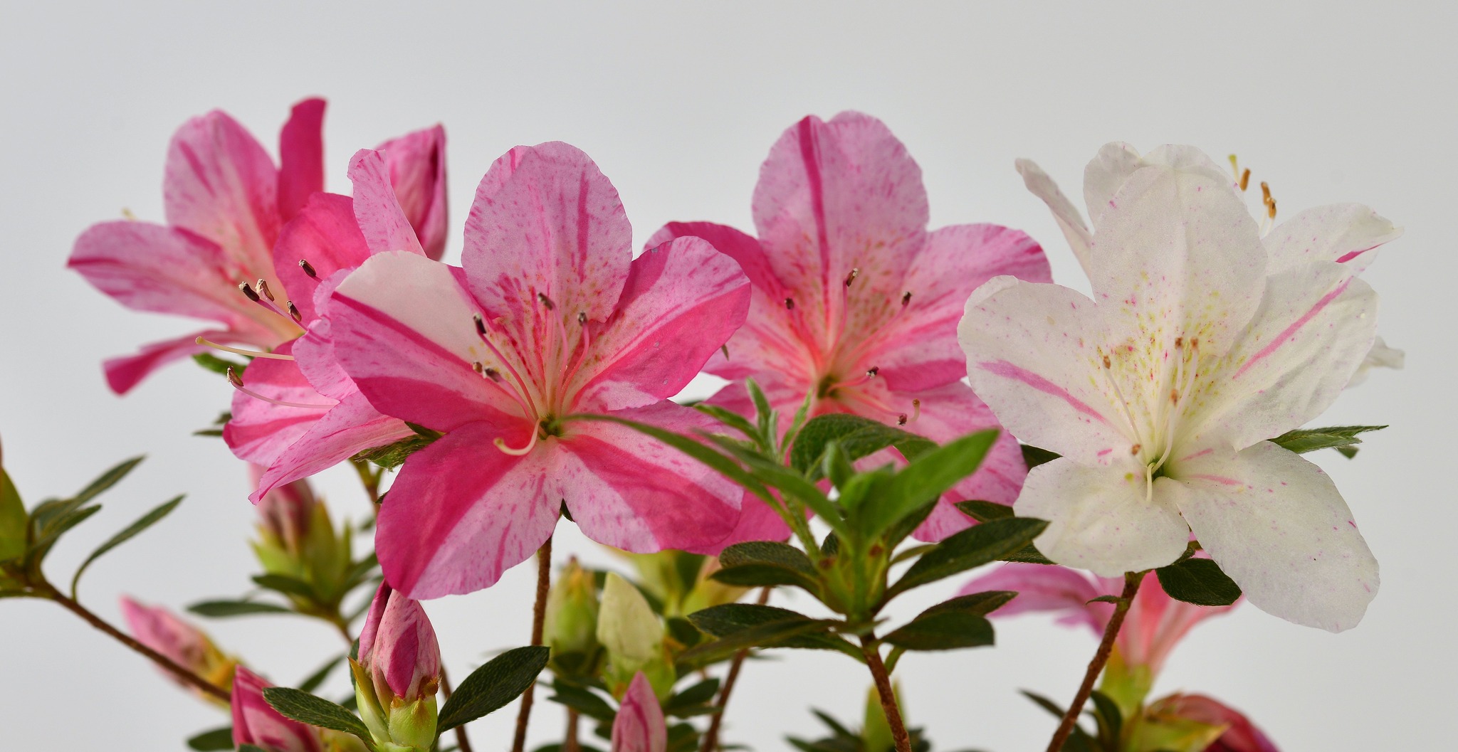 Kirari satsuki azalea flowers