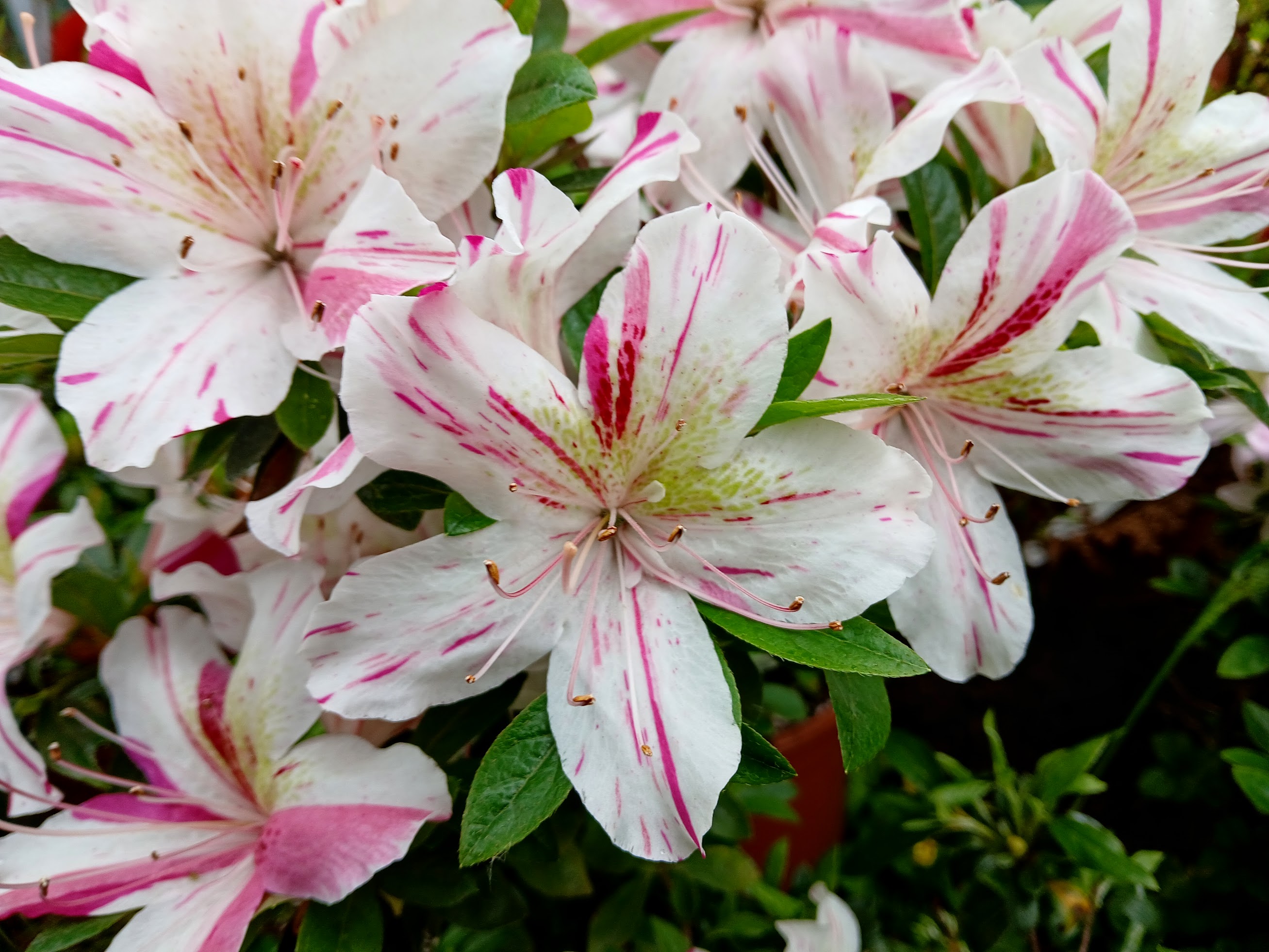 HnGF2 Nijland azalea flowers