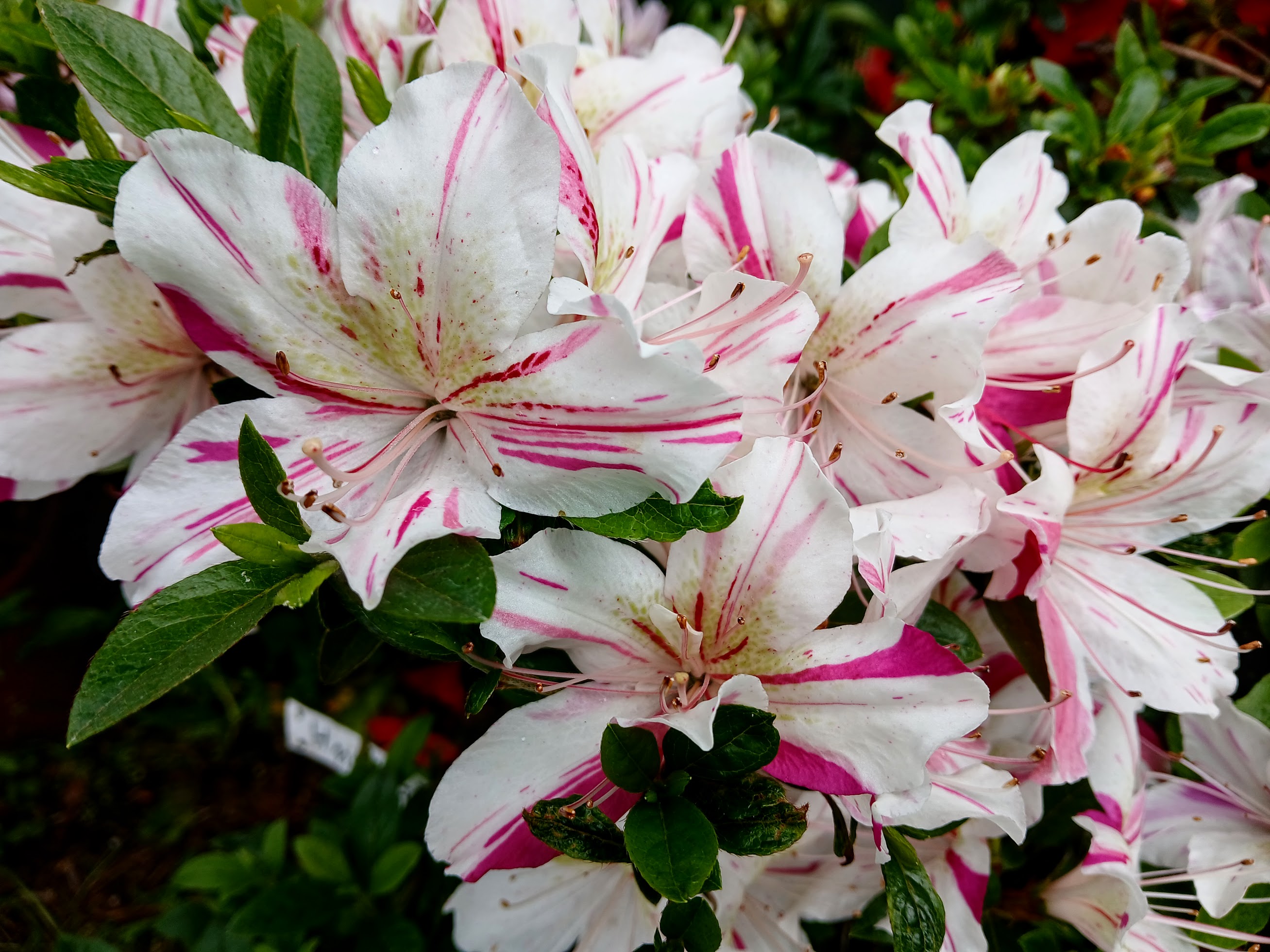 HnGF2 Nijland azalea flowers