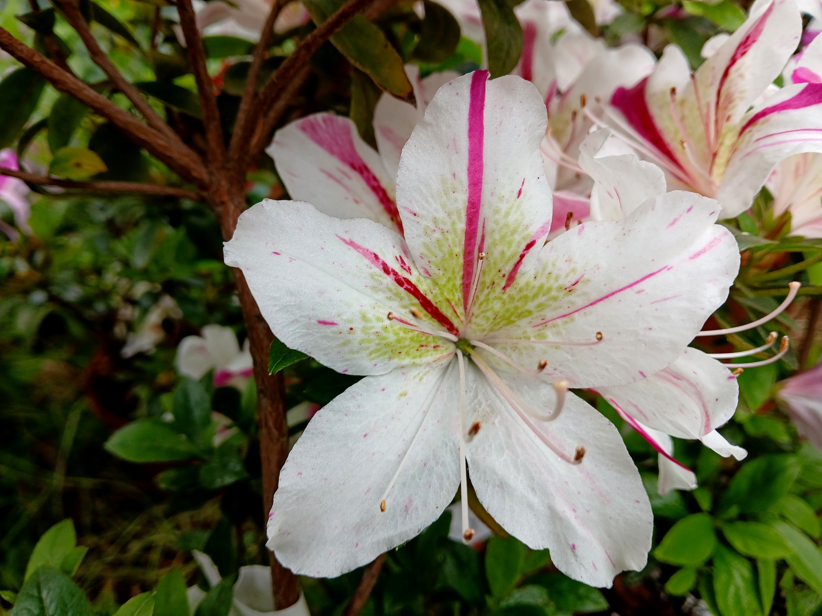 HnGF2 Nijland azalea flowers