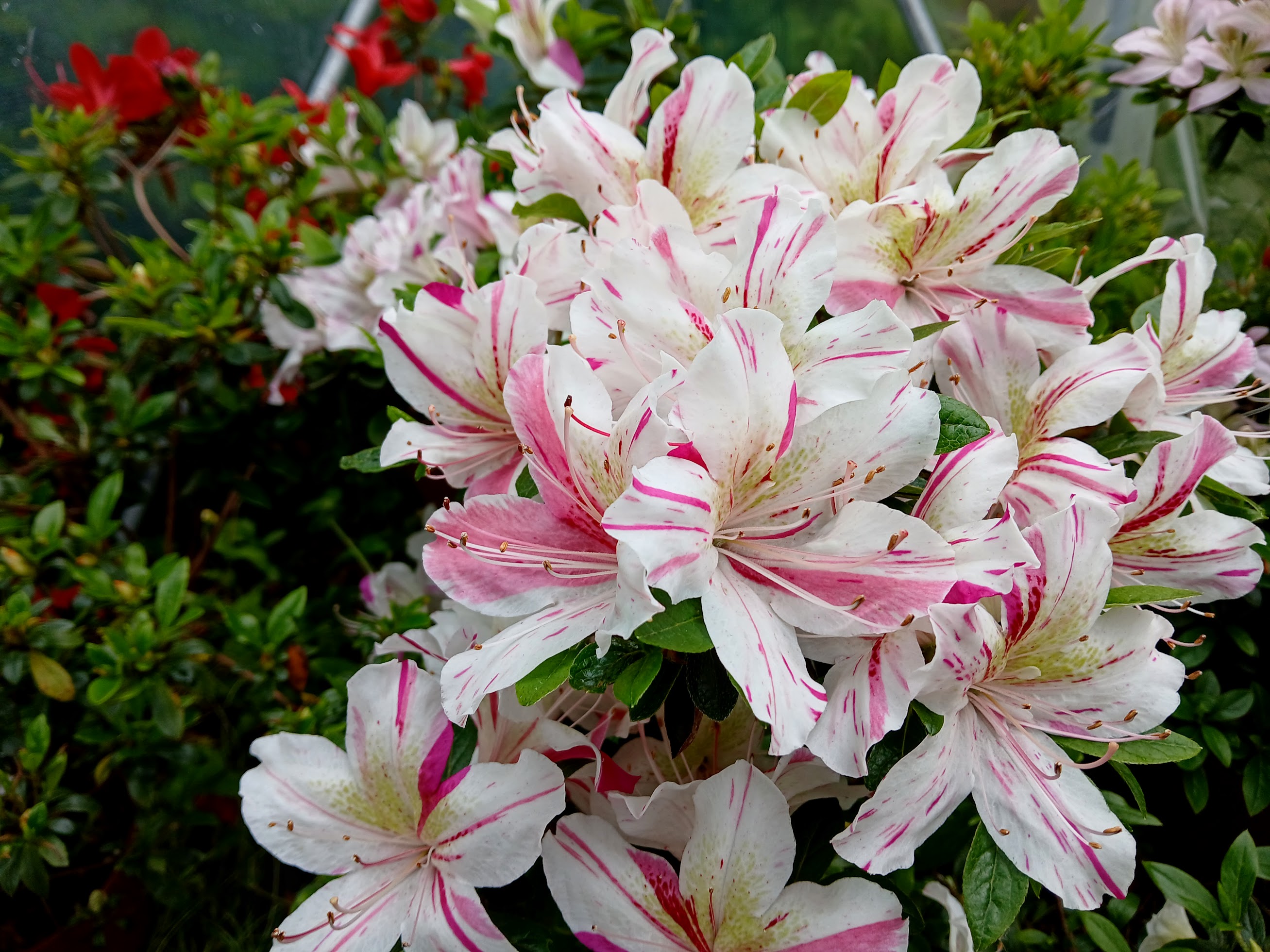 HnGF2 Nijland azalea flowers