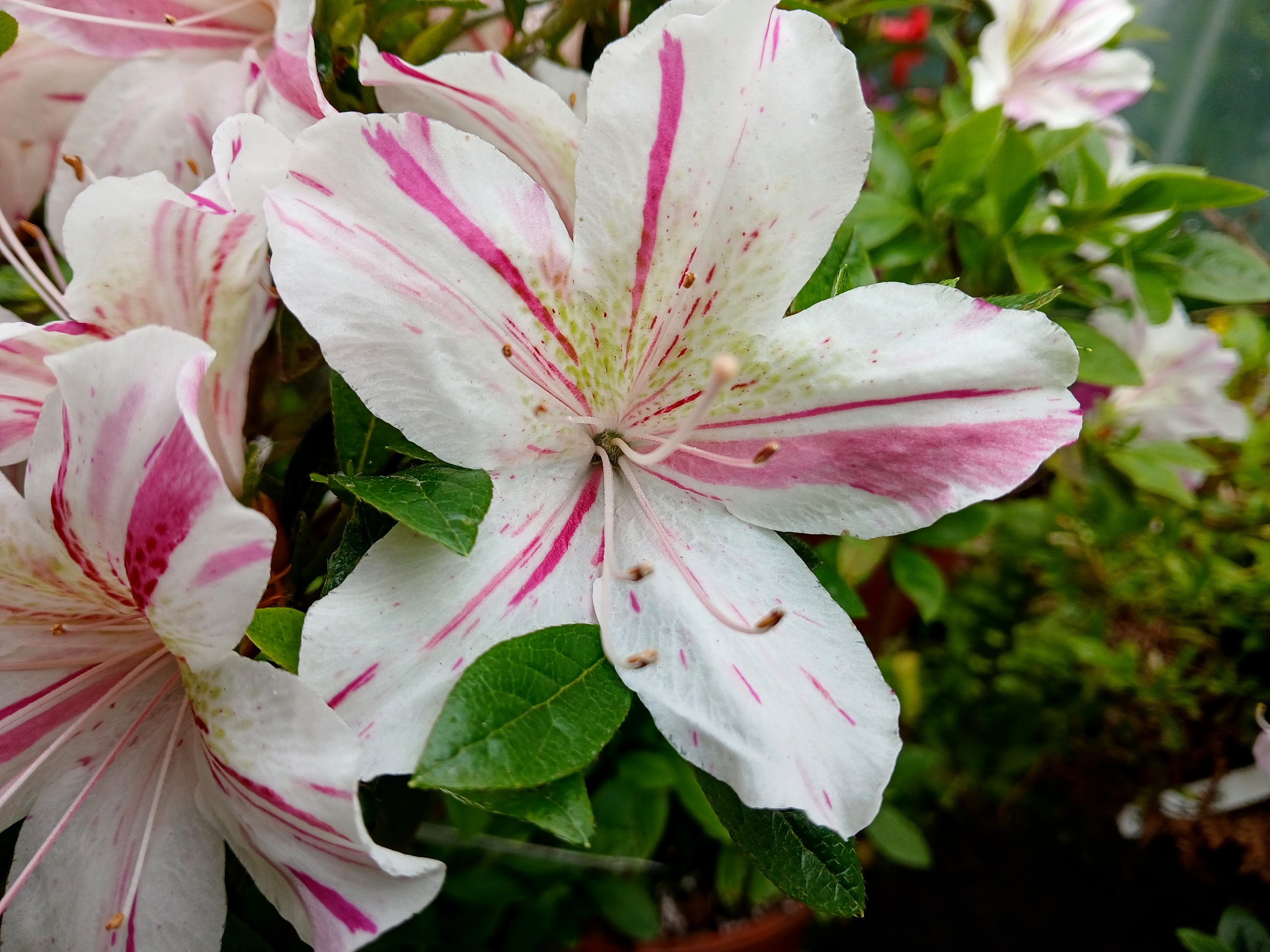 HnGF2 Nijland azalea flowers