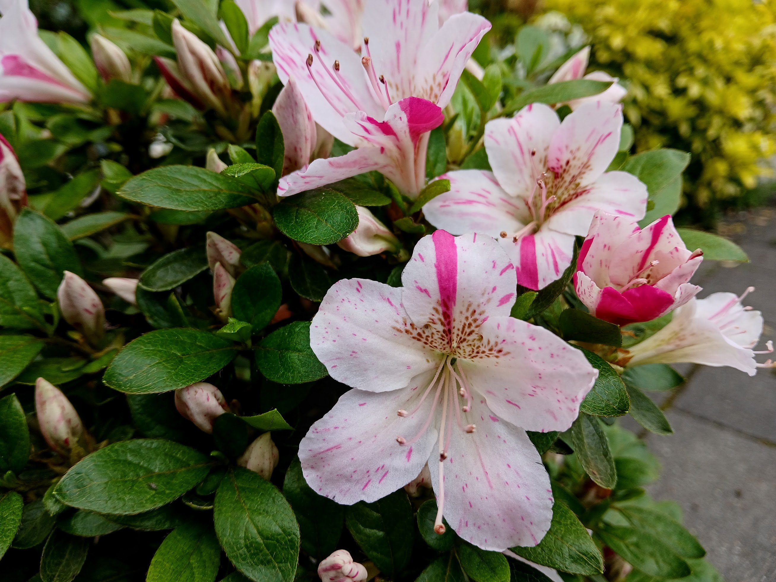 uWi3 Nijland azalea flowers
