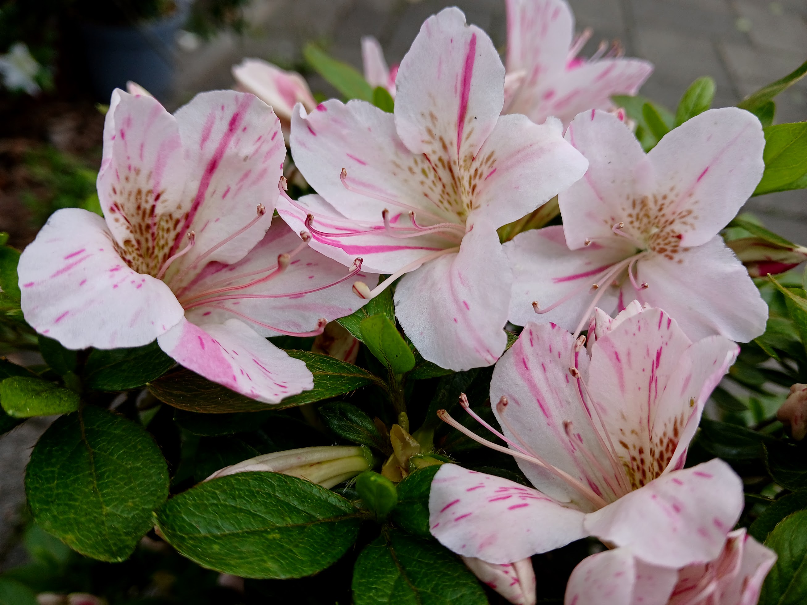 uWi3 Nijland azalea flowers