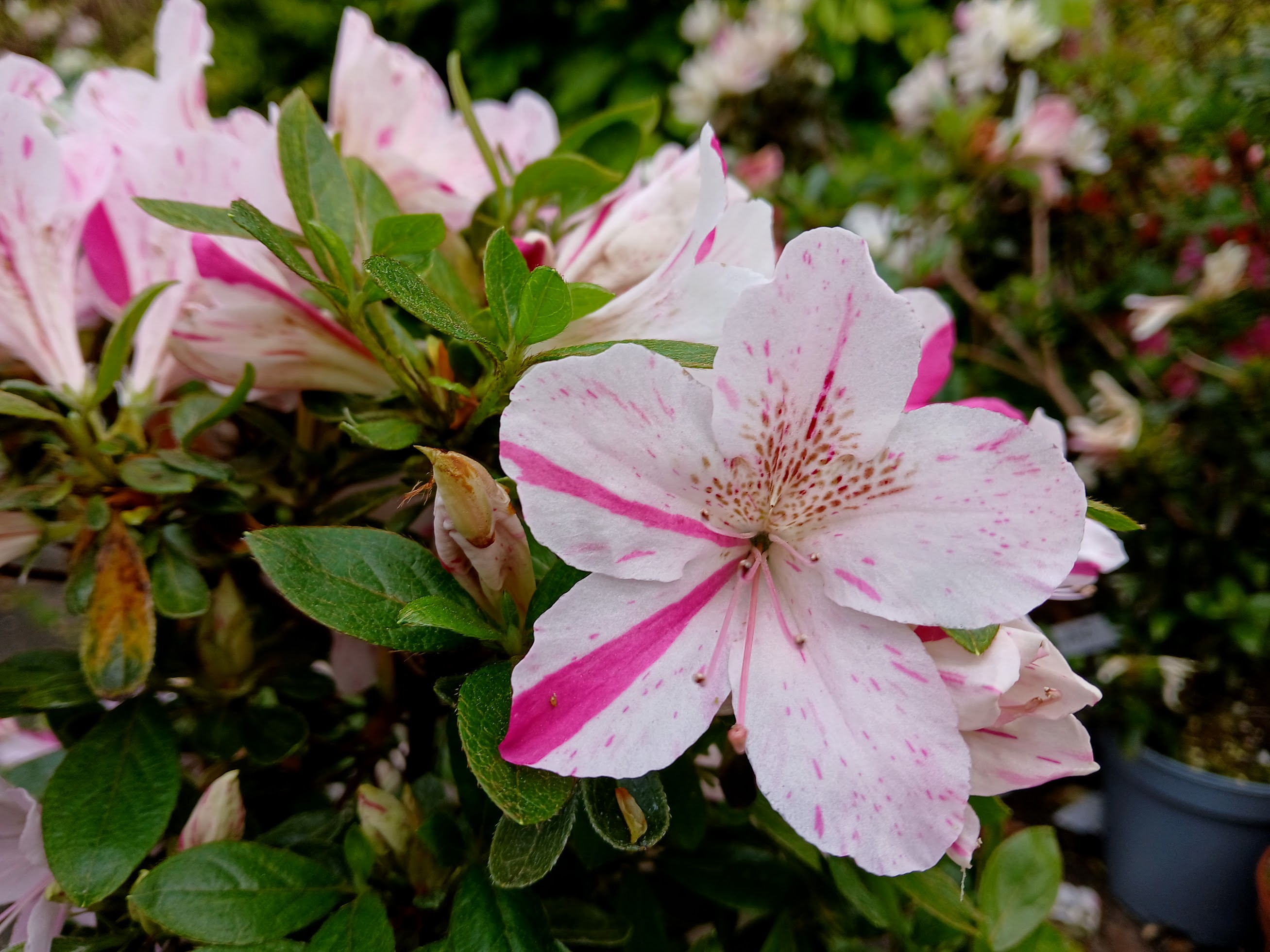 uWi3 Nijland azalea flowers