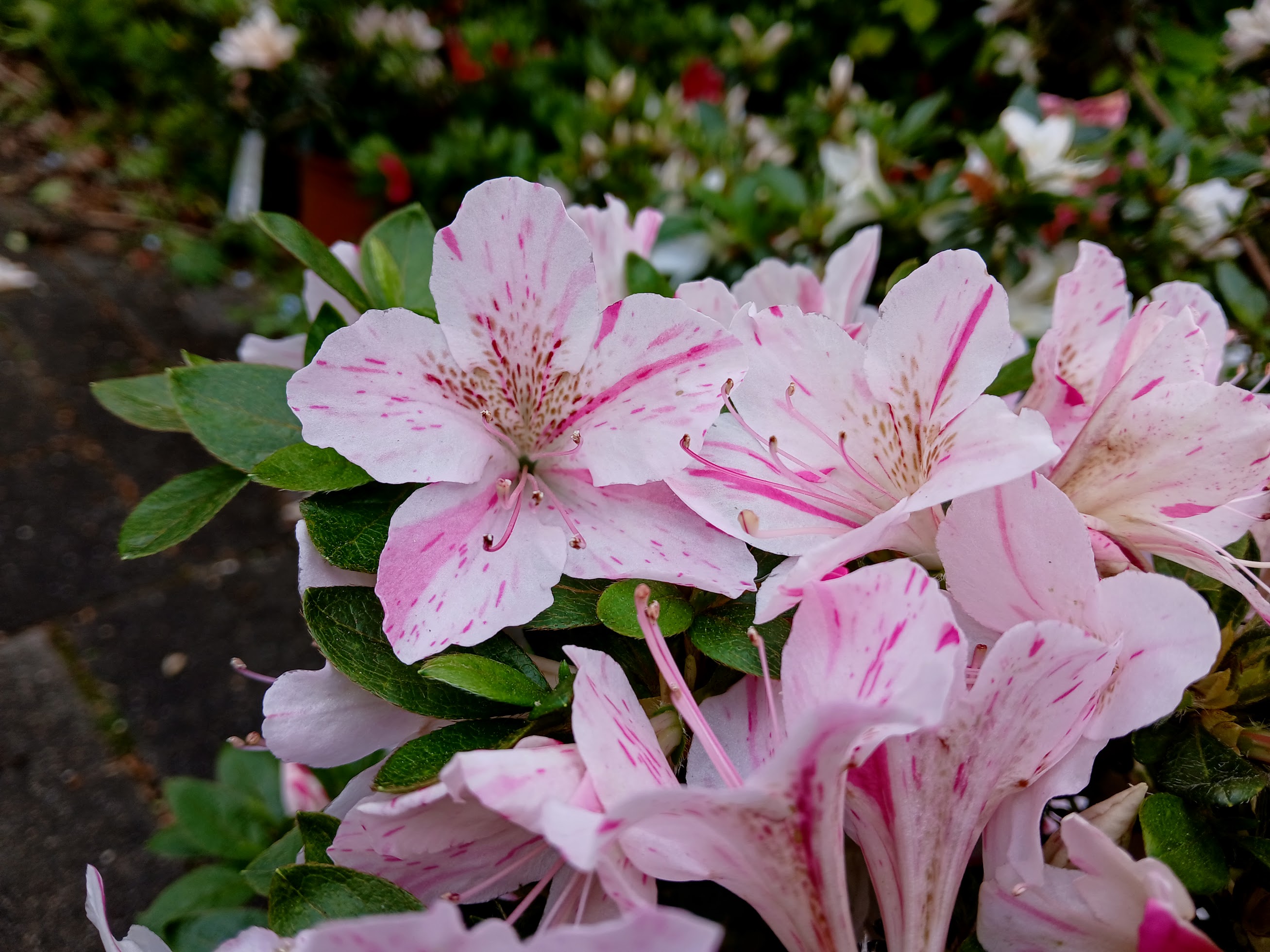 uWi3 Nijland azalea flowers