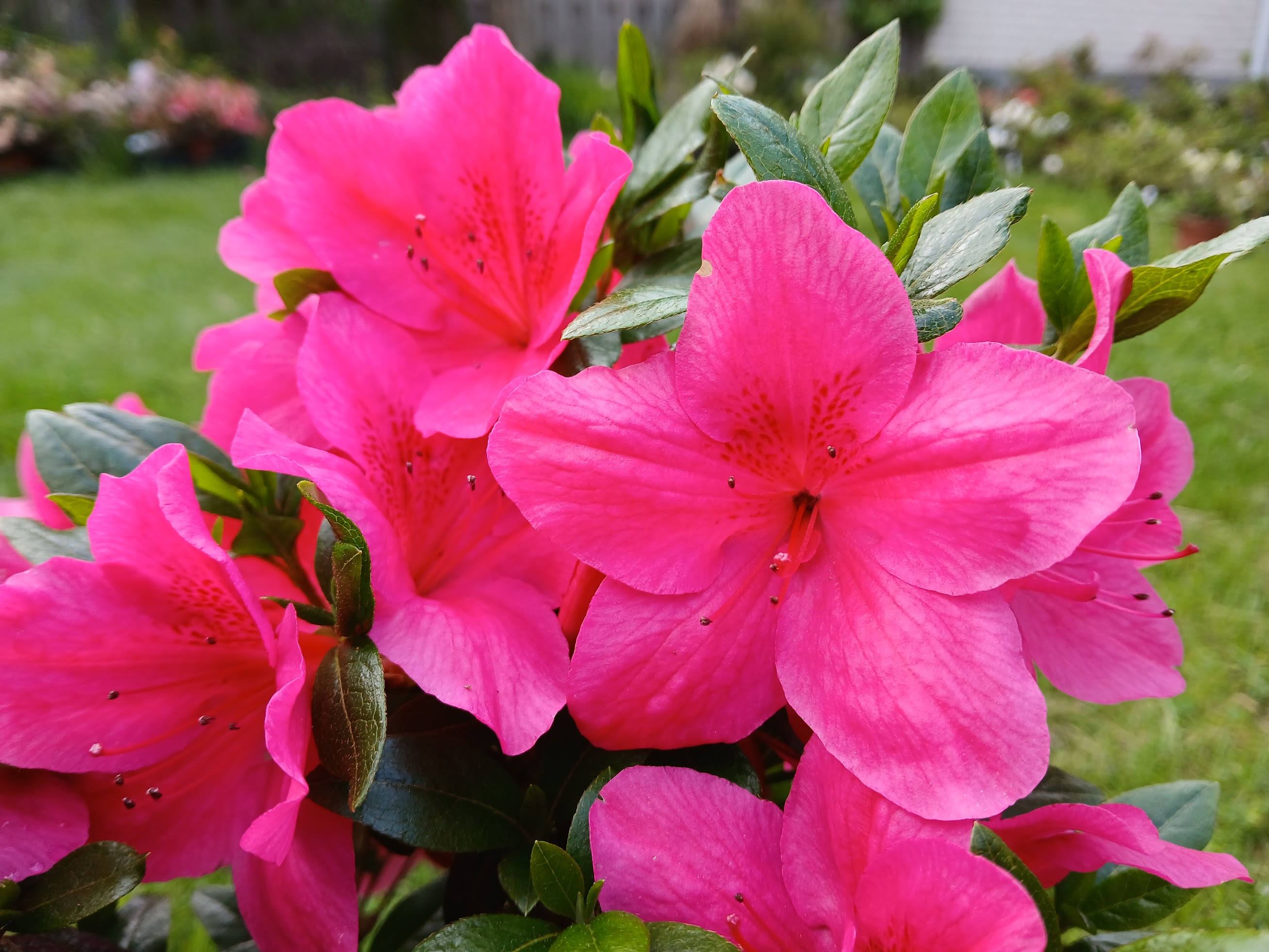 Mse4 Nijland azalea flowers