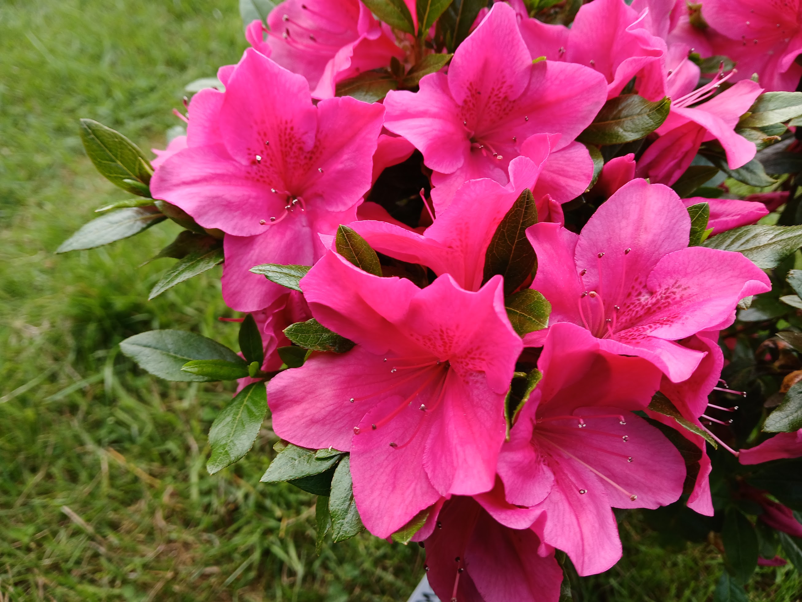 Mse4 Nijland azalea flowers