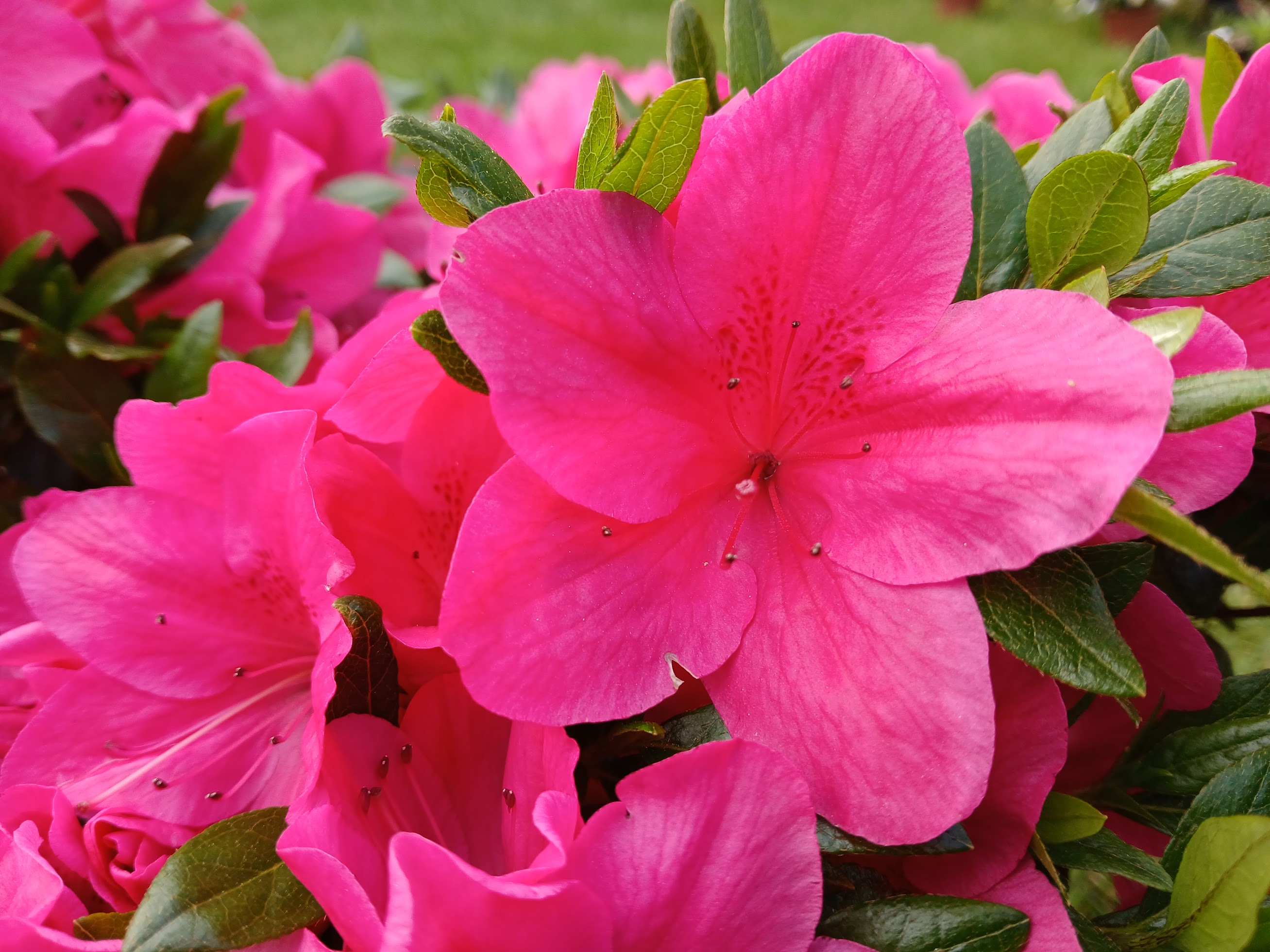 Mse4 Nijland azalea flowers