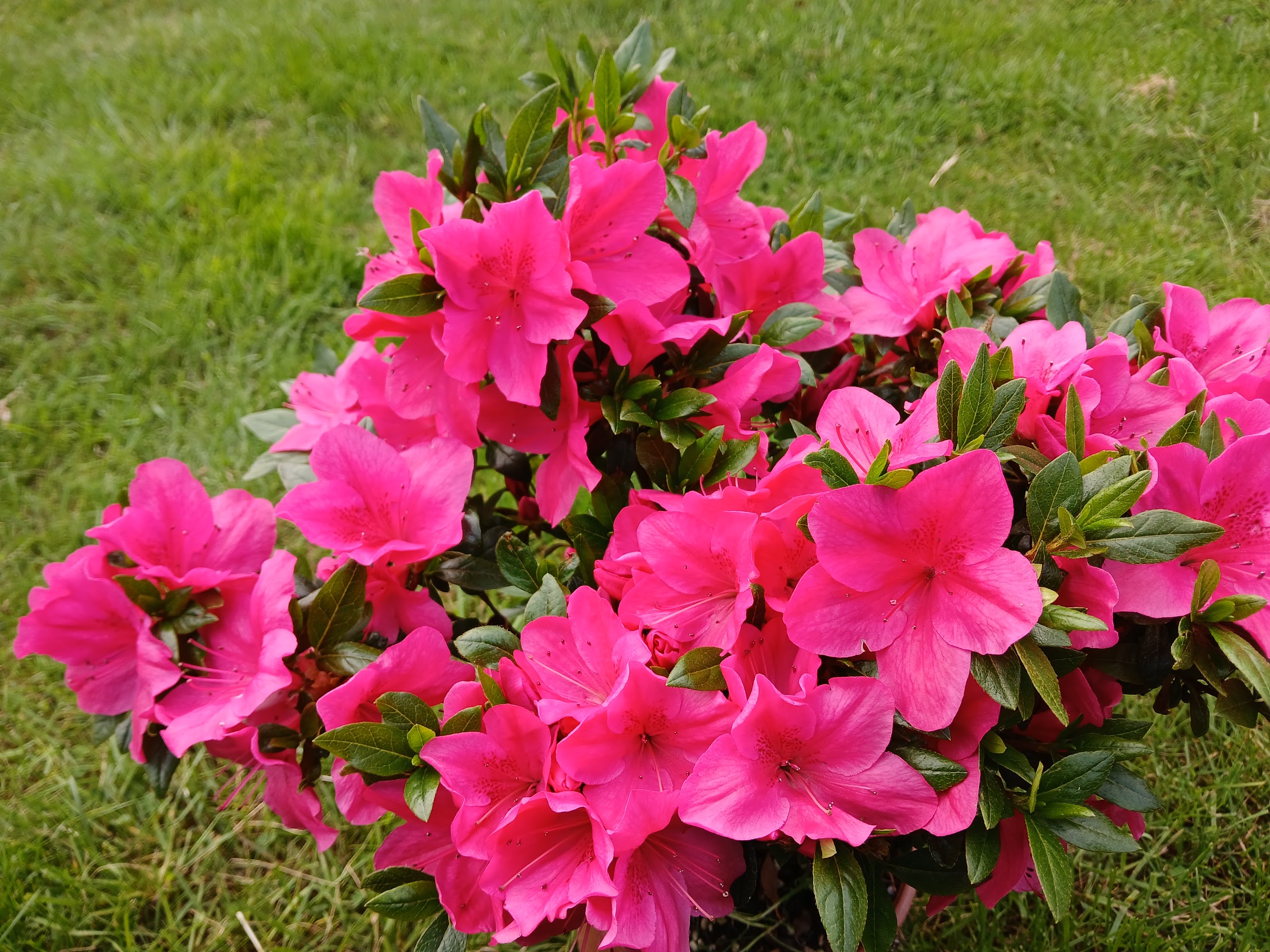 Mse4 Nijland azalea flowers