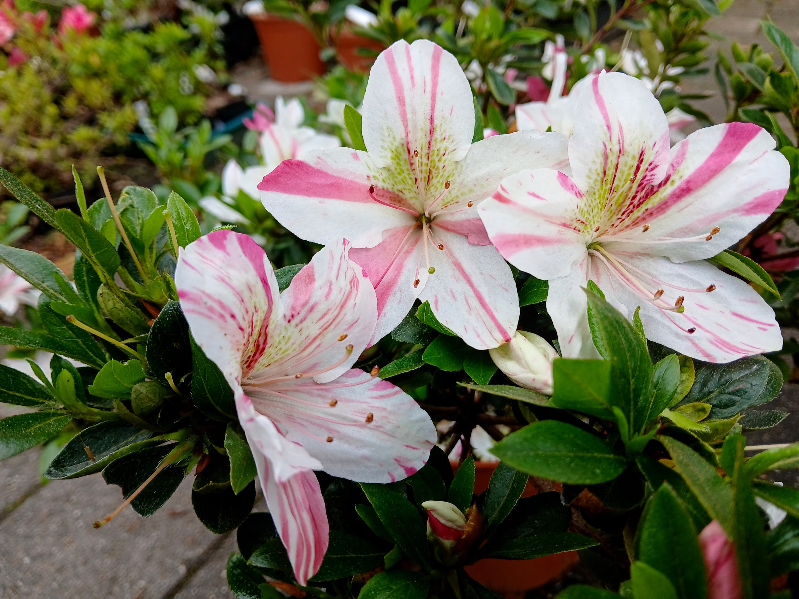 HnMD3 Nijland azalea flowers