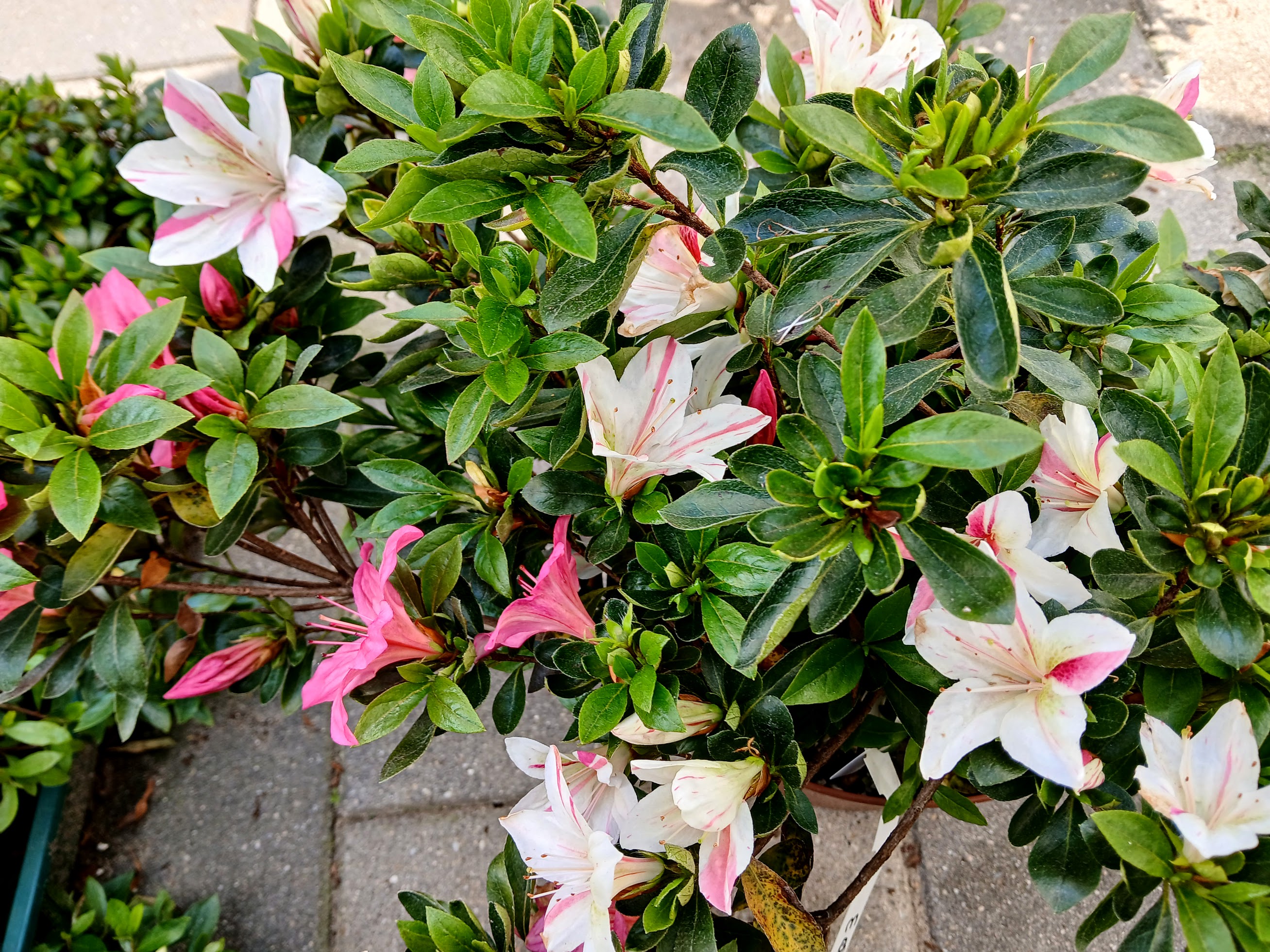 HnMD3 Nijland azalea flowers