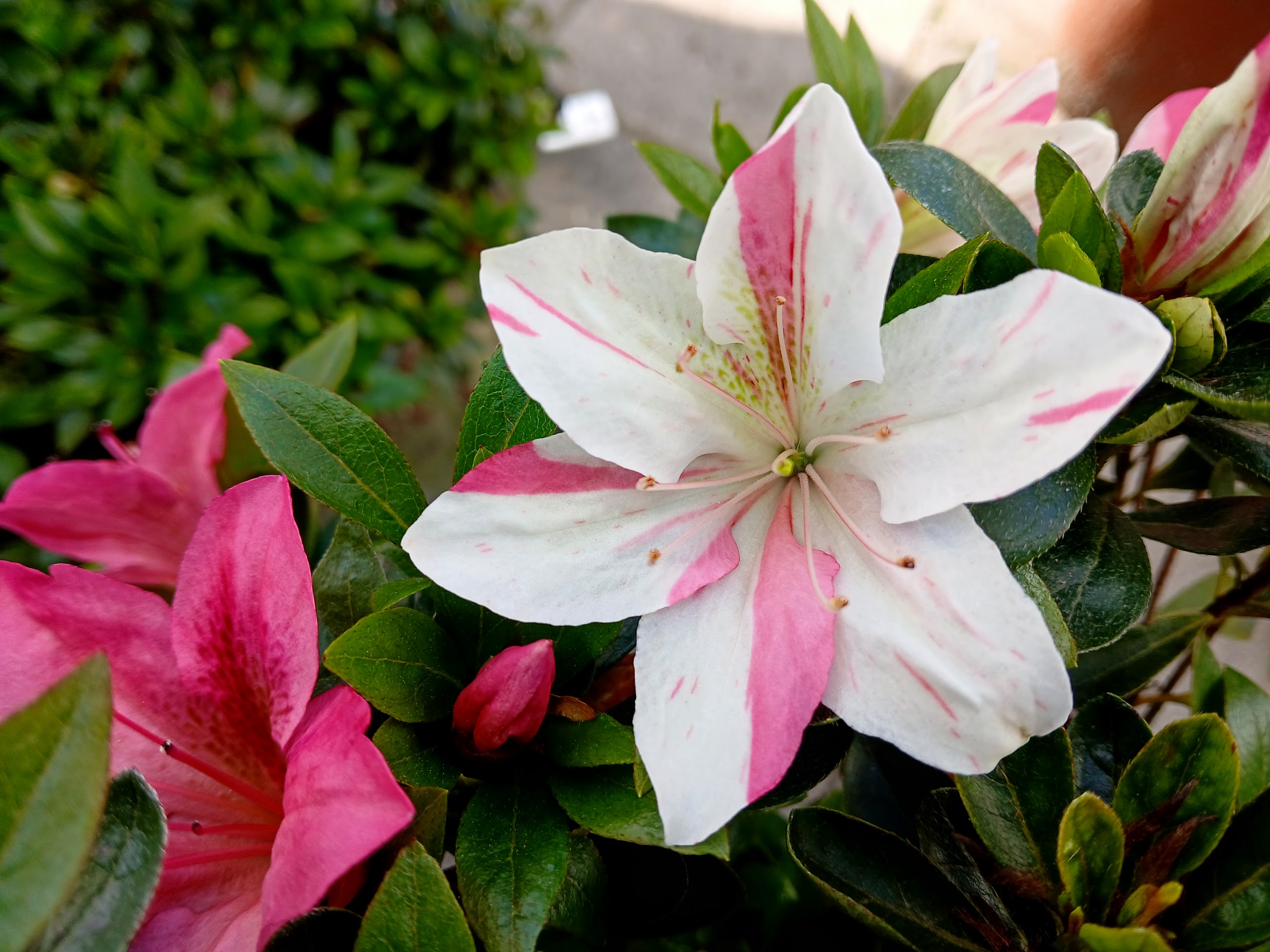 HnMD3 Nijland azalea flowers