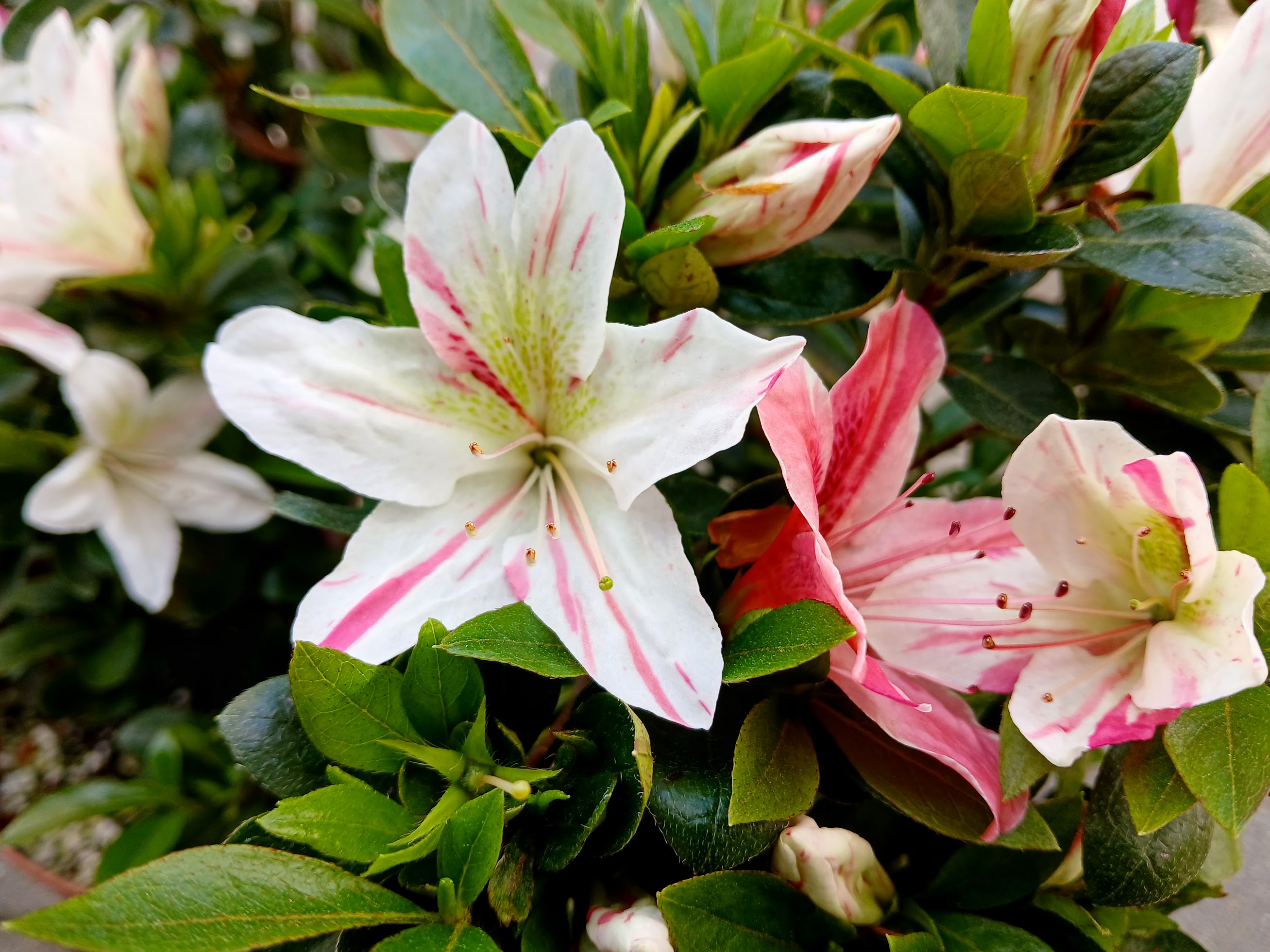 HnMD3 Nijland azalea flowers
