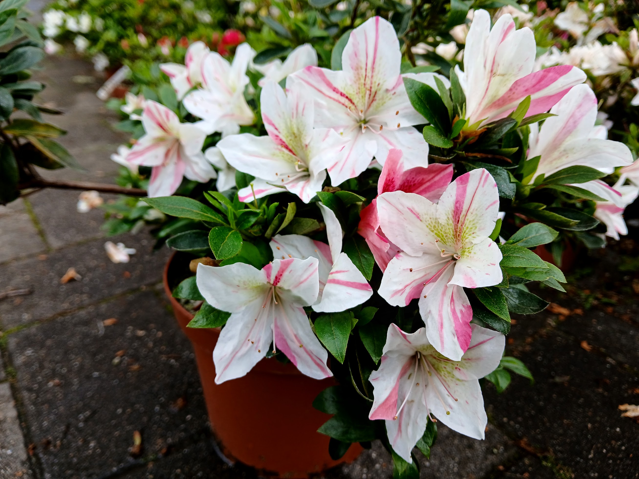 HnMD3 Nijland azalea flowers