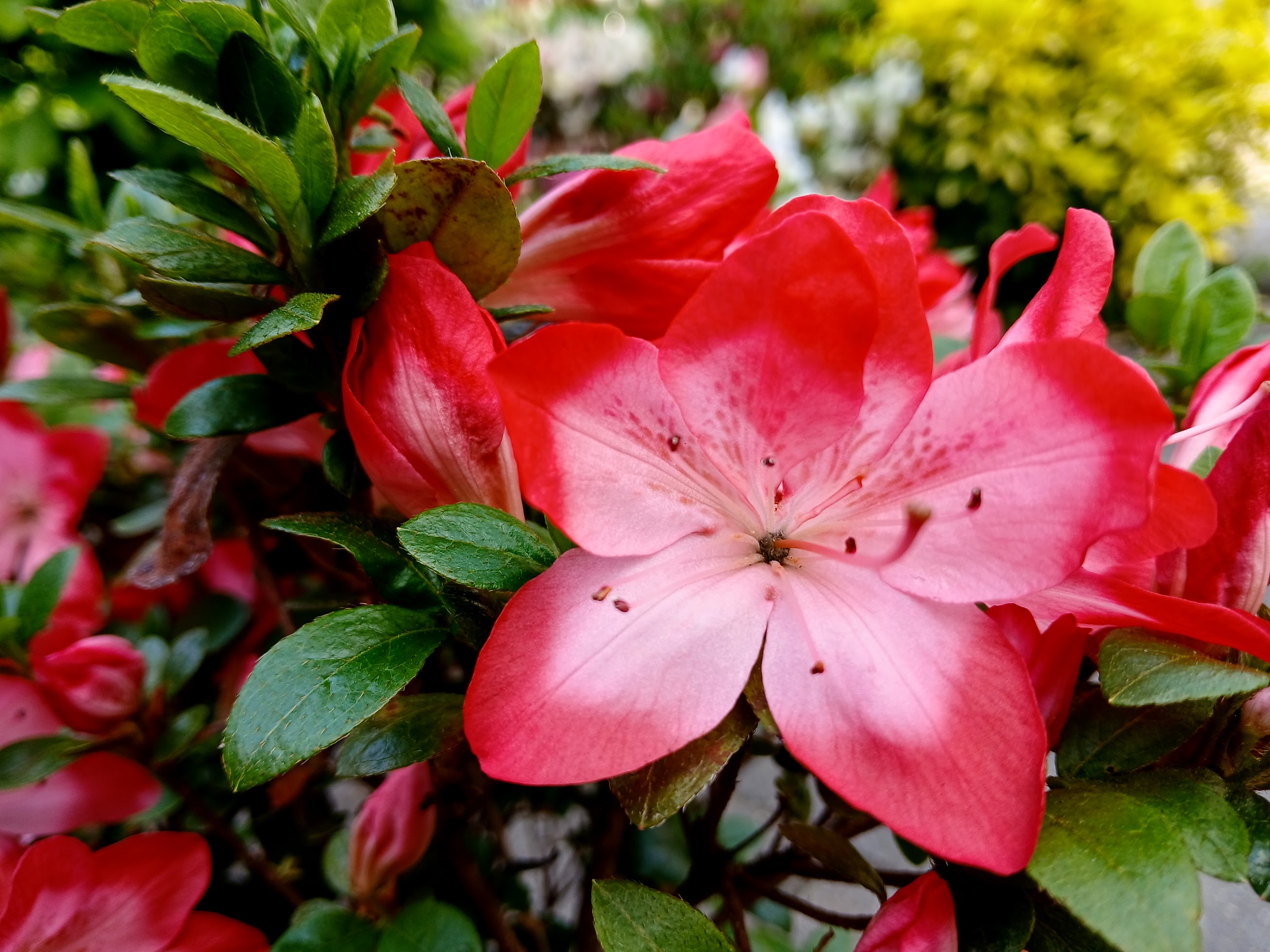 MsHn4 Nijland azalea flowers