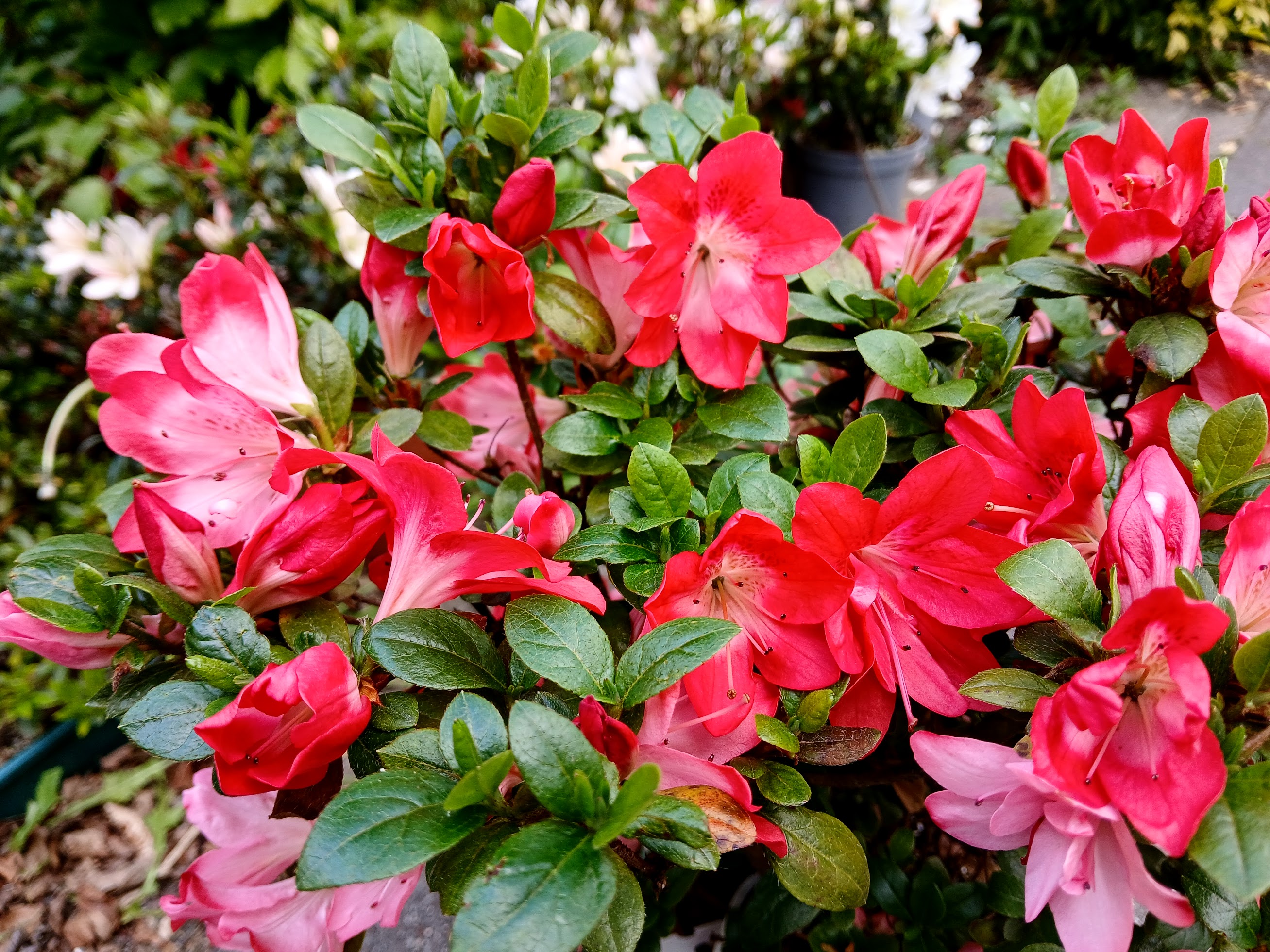 MsHn4 Nijland azalea flowers