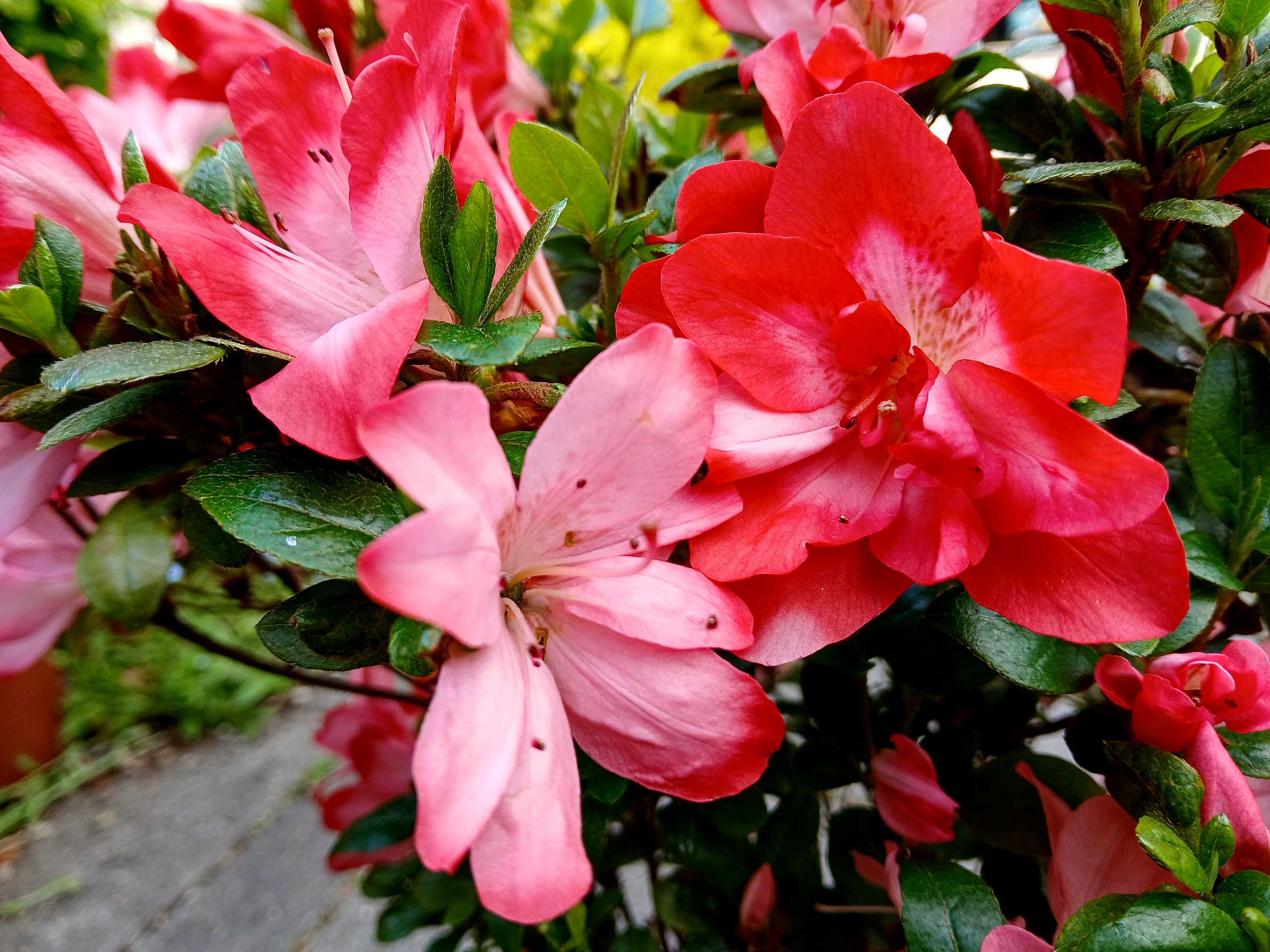 MsHn4 Nijland azalea flowers