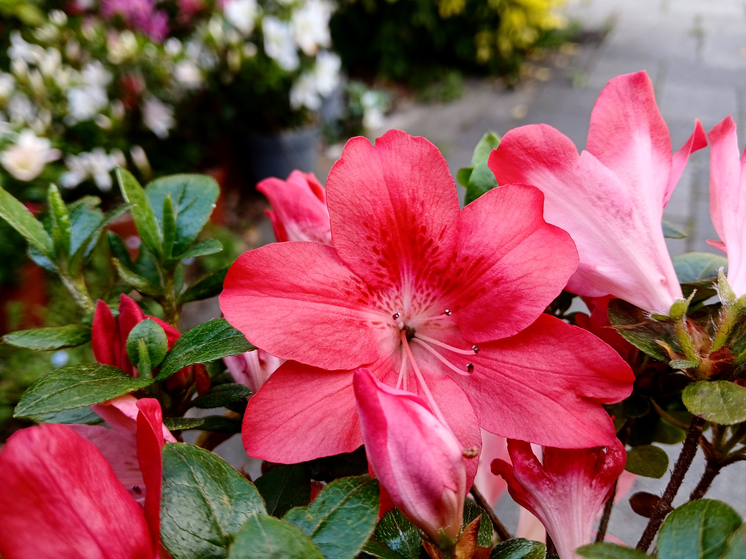 MsHn4 Nijland azalea flowers