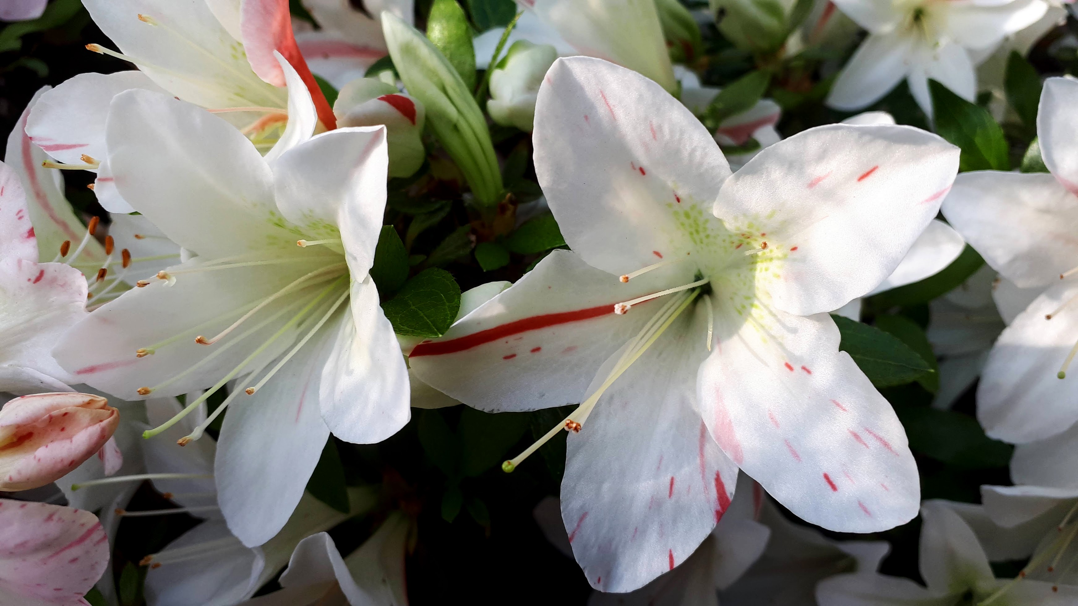 notSuisen satsuki azalea flowers