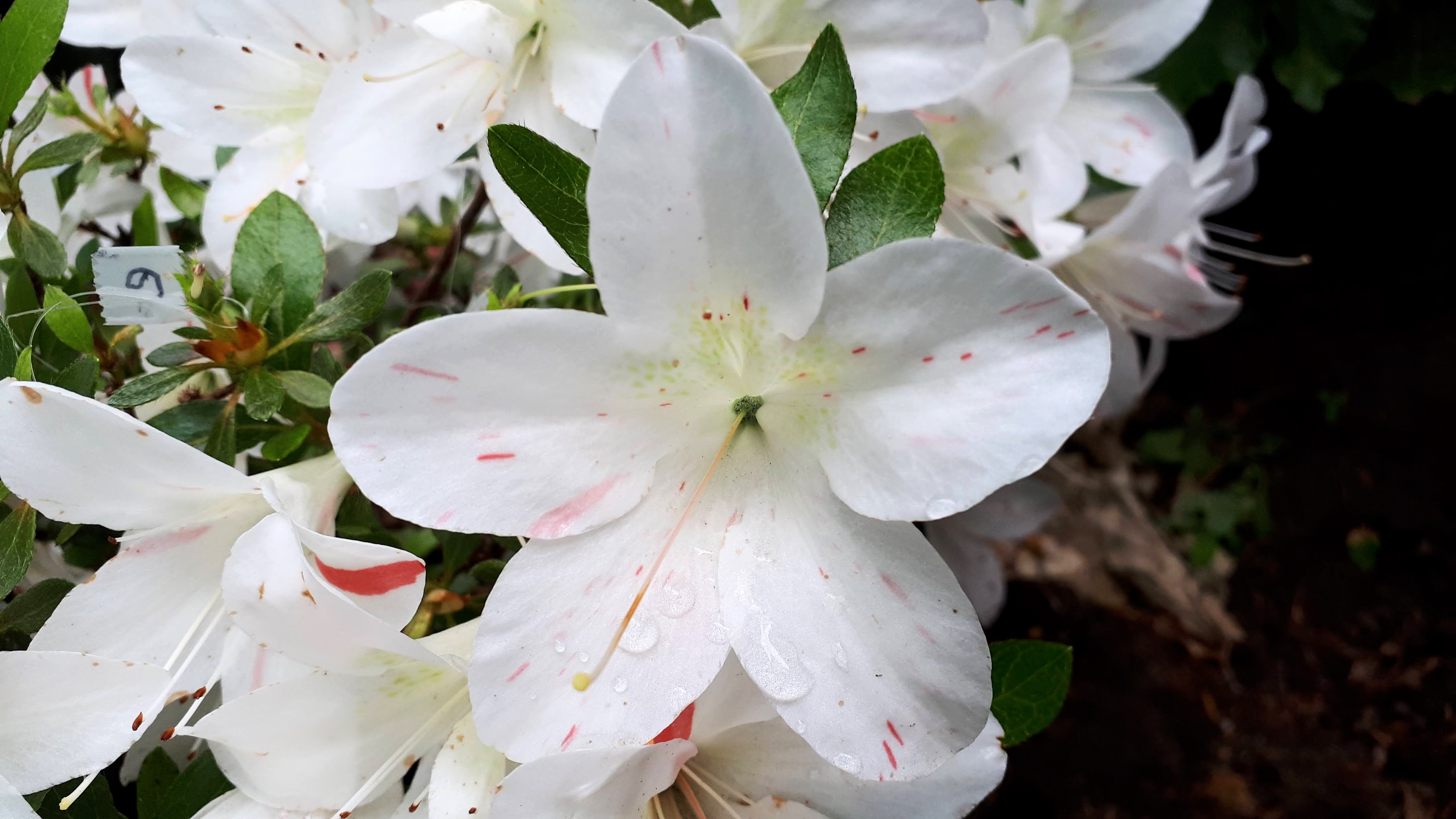 notSuisen satsuki azalea flowers