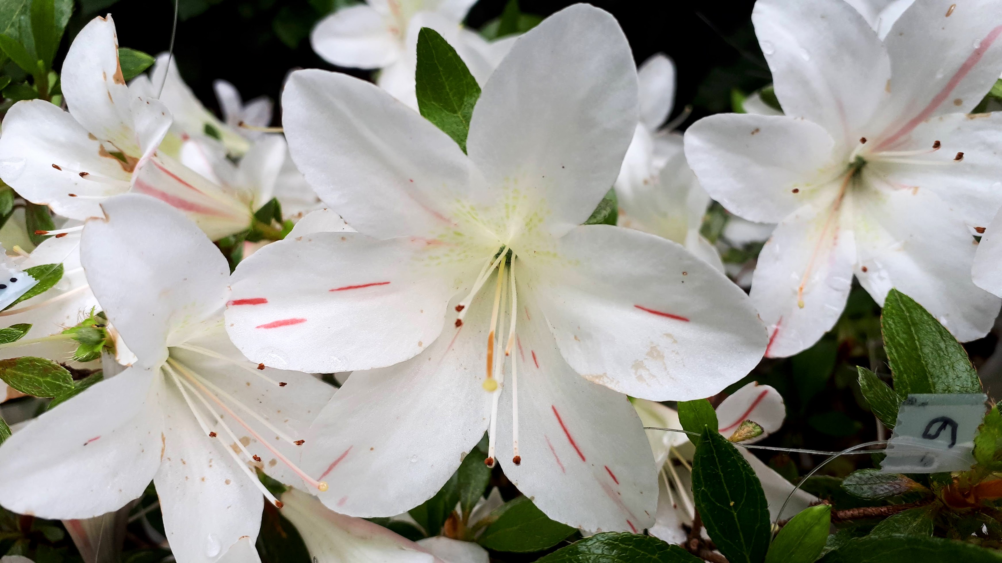 notSuisen satsuki azalea flowers