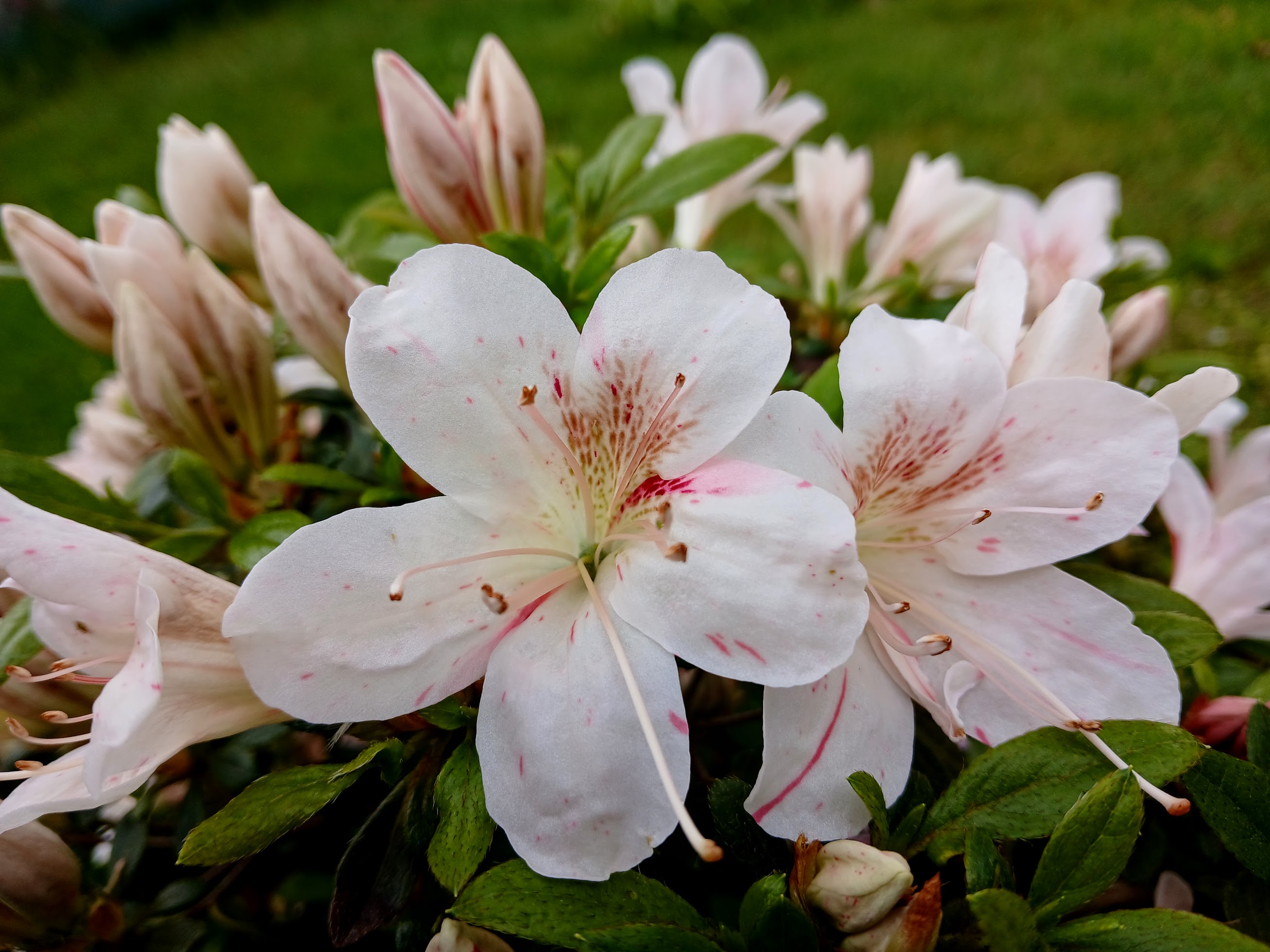 uWi6 Nijland azalea flowers